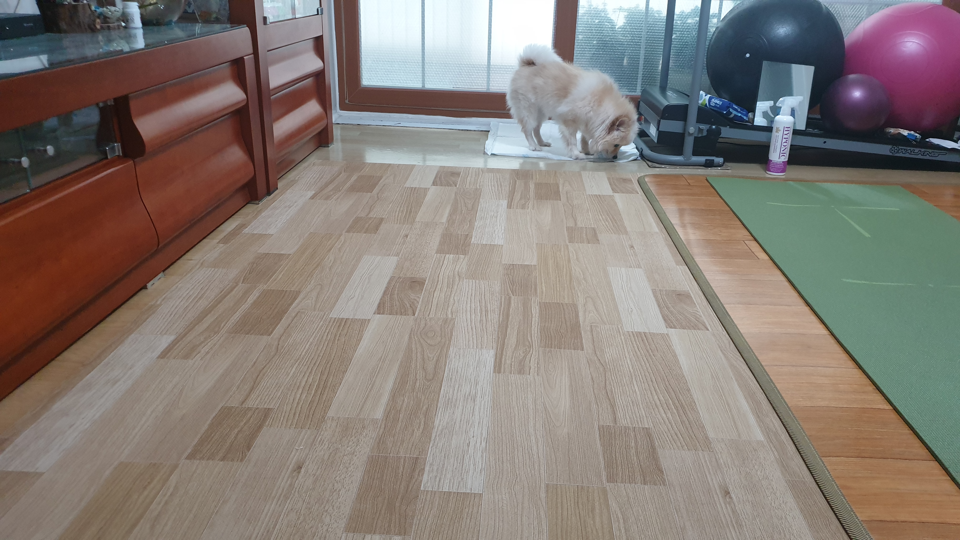 곤지암 구조견 단밤이 입양 한 달 후기