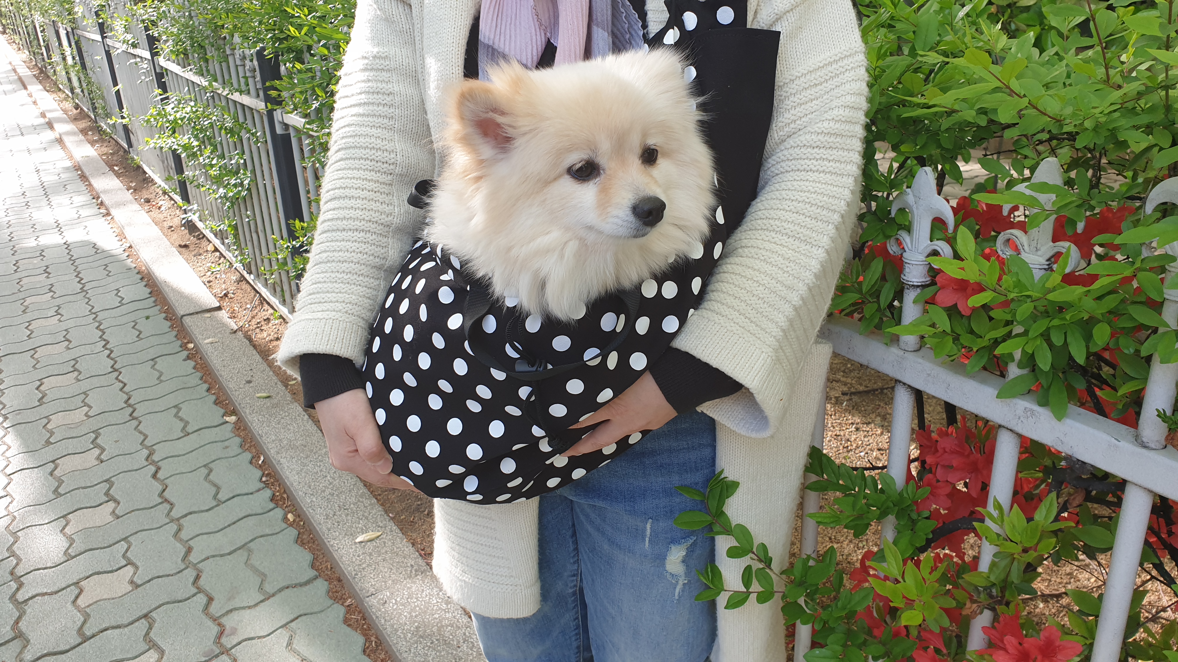 곤지암 구조견 단밤이 입양 한 달 후기