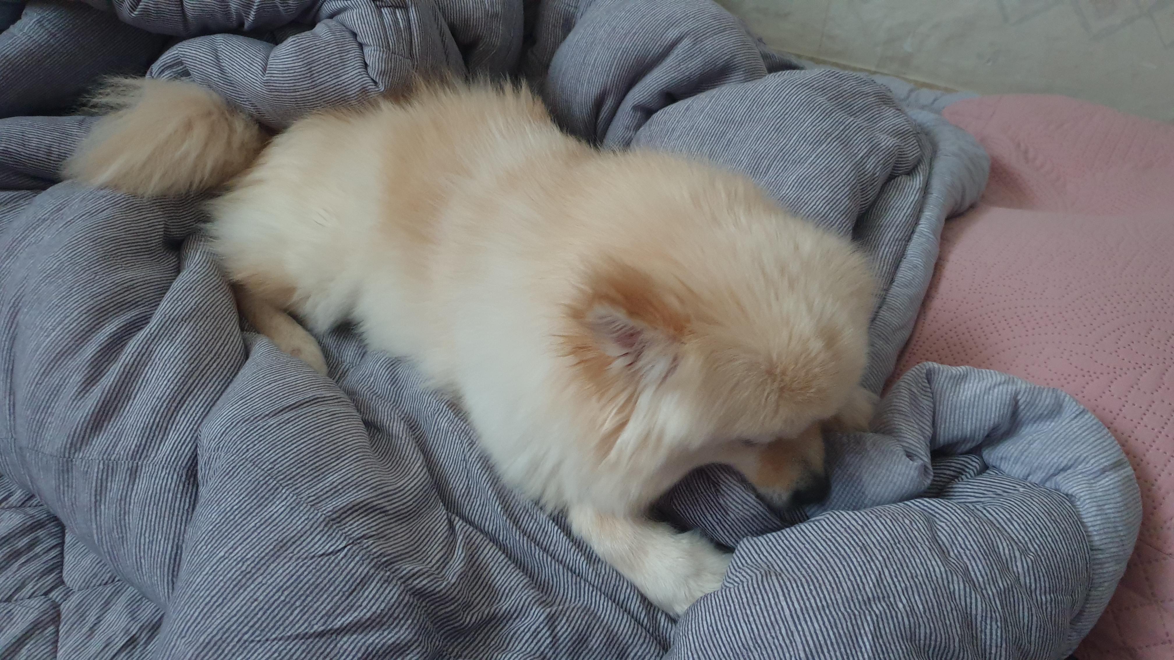 곤지암 구조견 단밤이 입양 한 달 후기