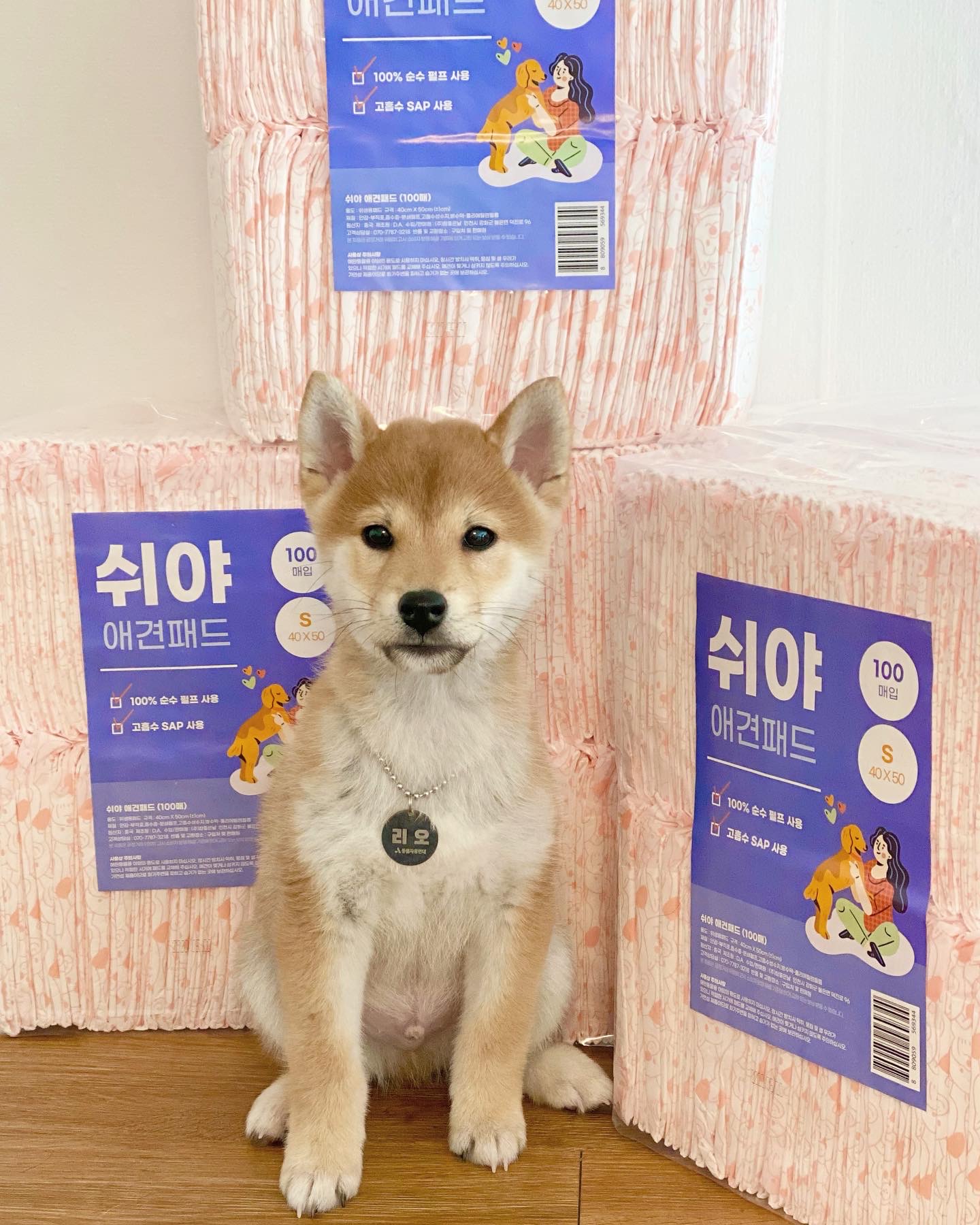 곤지암/ 한시 리오의 한 달♥︎ 