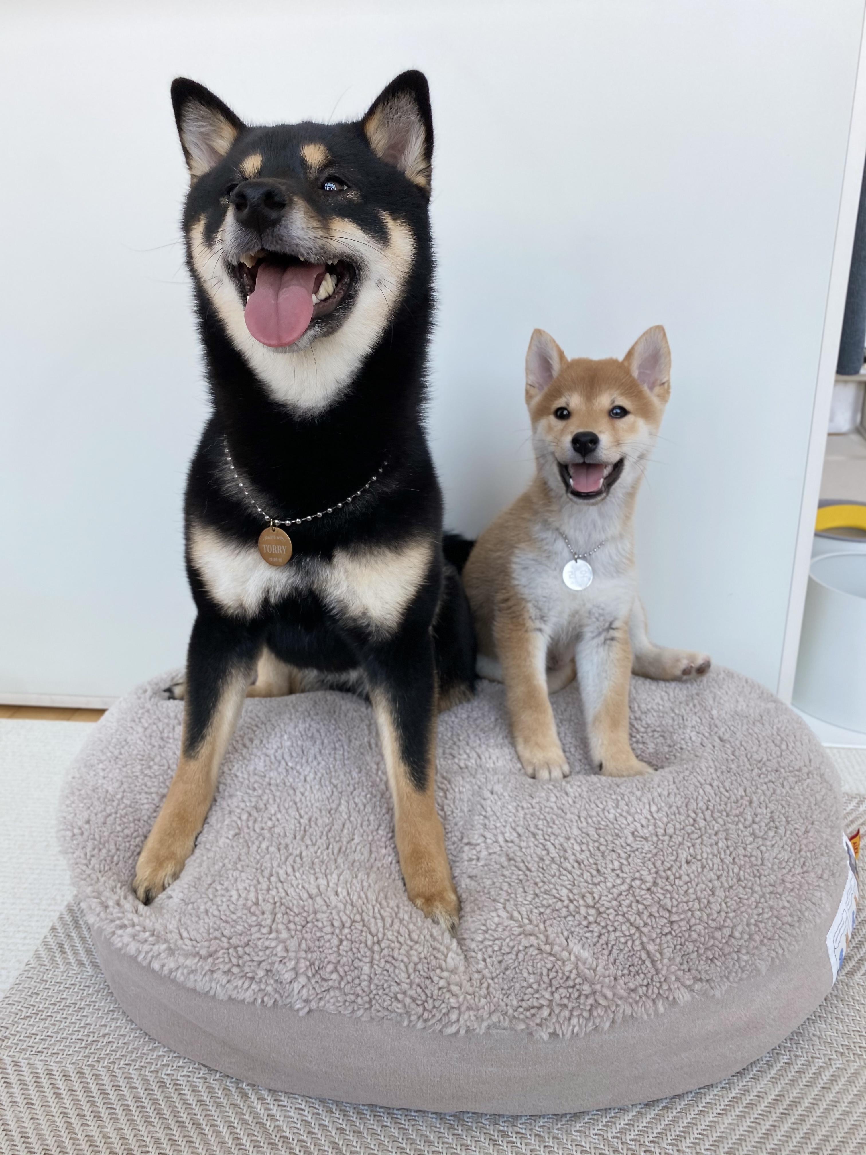 곤지암/ 한시 리오의 한 달♥︎ 