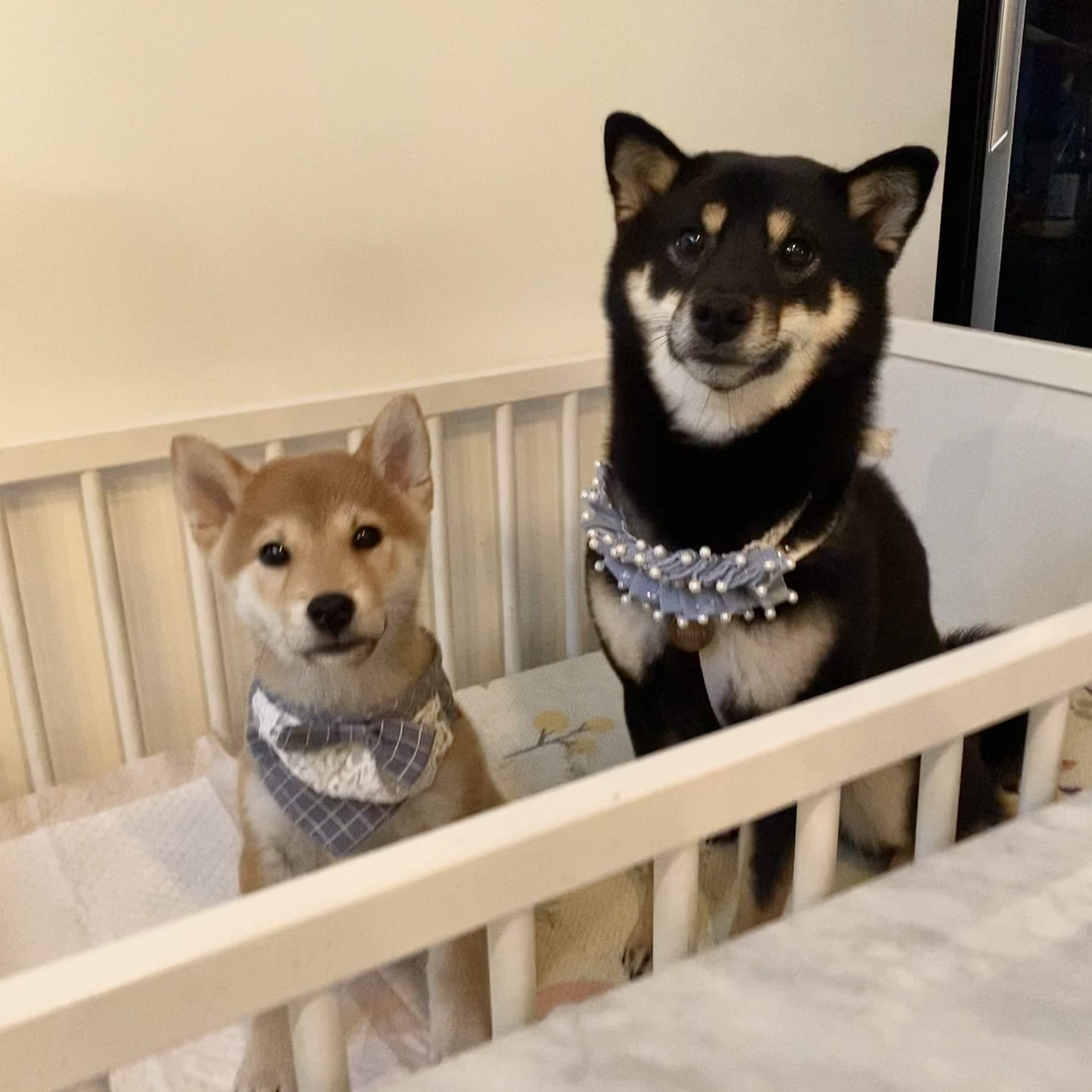 곤지암/ 한시 리오의 한 달♥︎ 