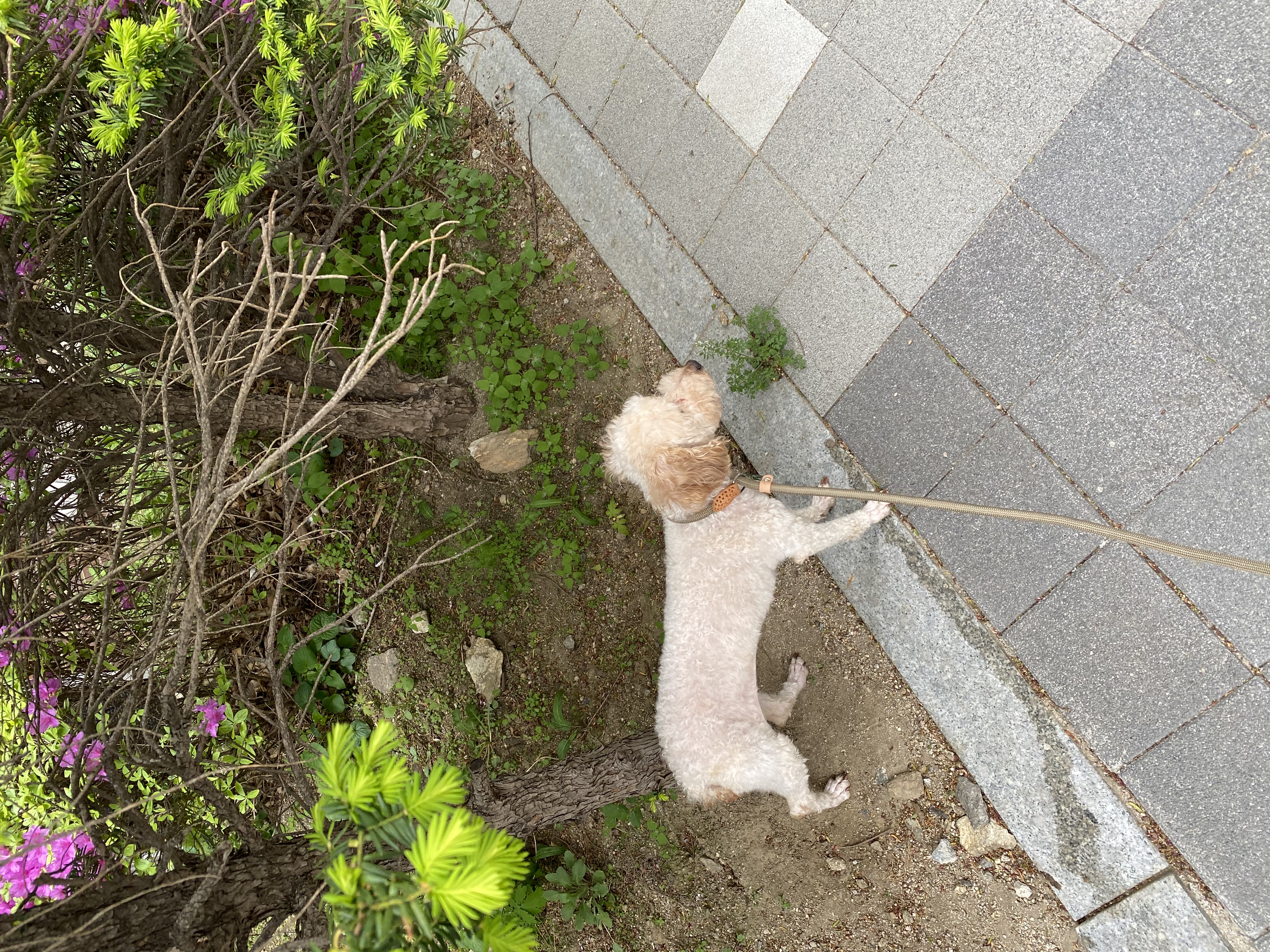 쿠크 입양 한달 후기