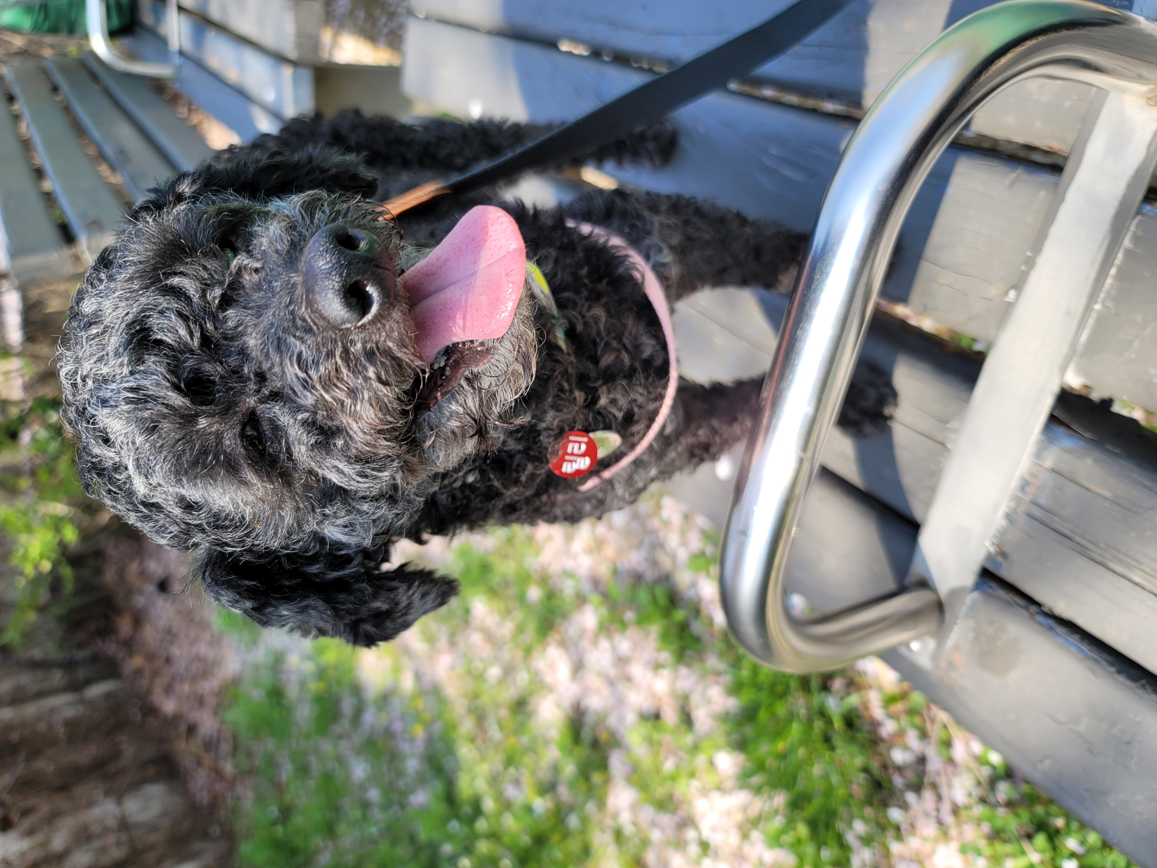 릴리(곤지암-12) 입양 1달차 후기