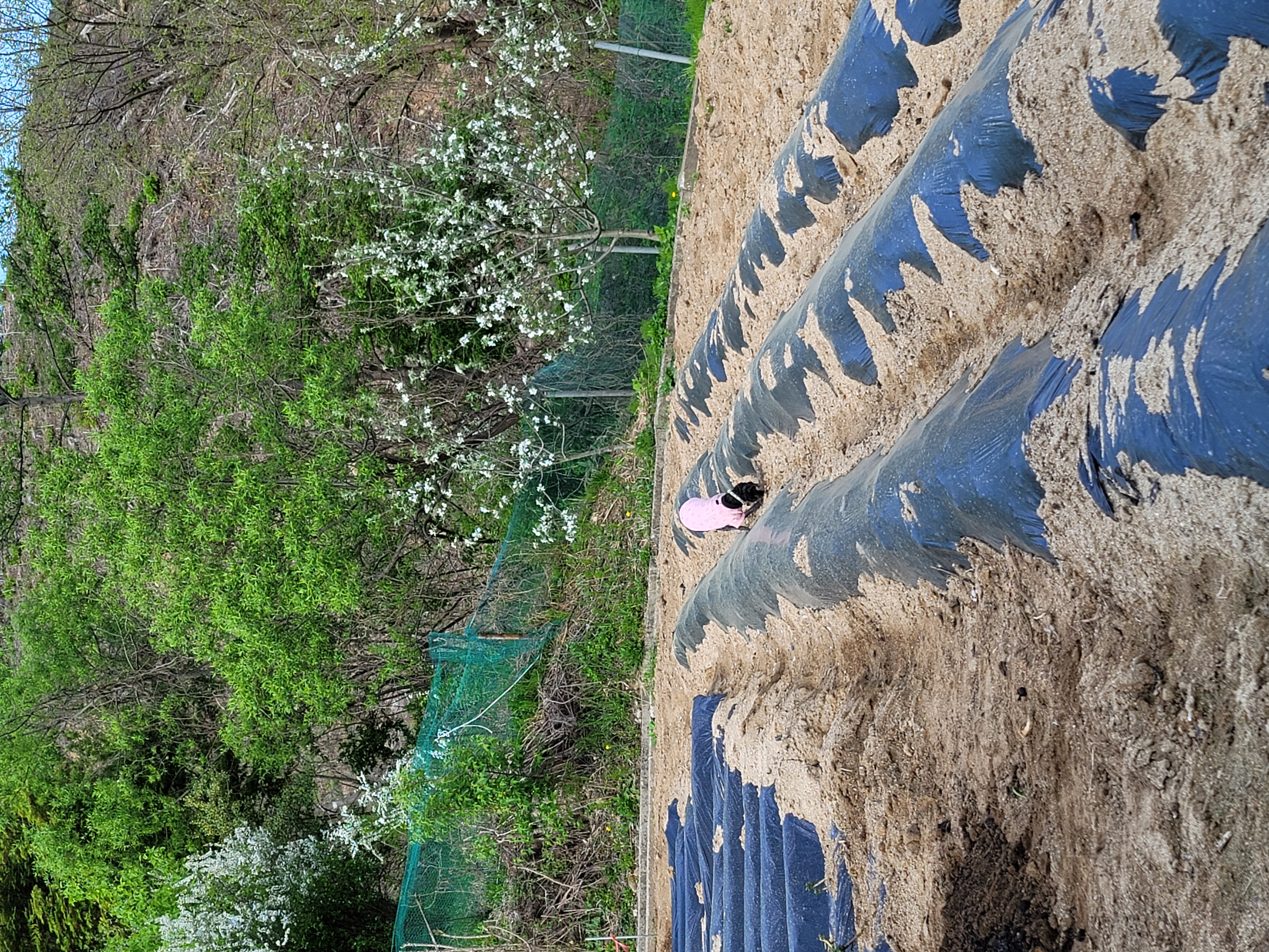 릴리(곤지암-12) 입양 1달차 후기