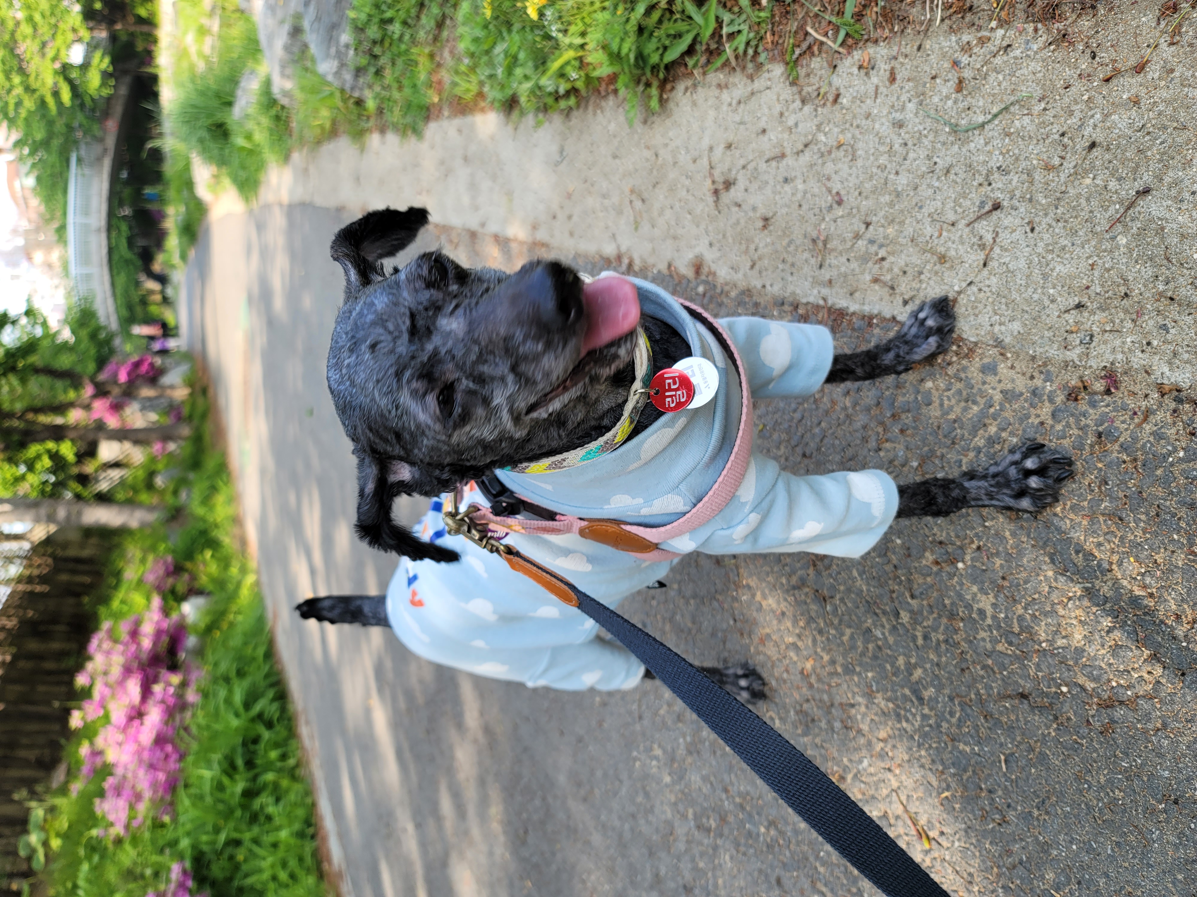 릴리(곤지암-12) 입양 1달차 후기