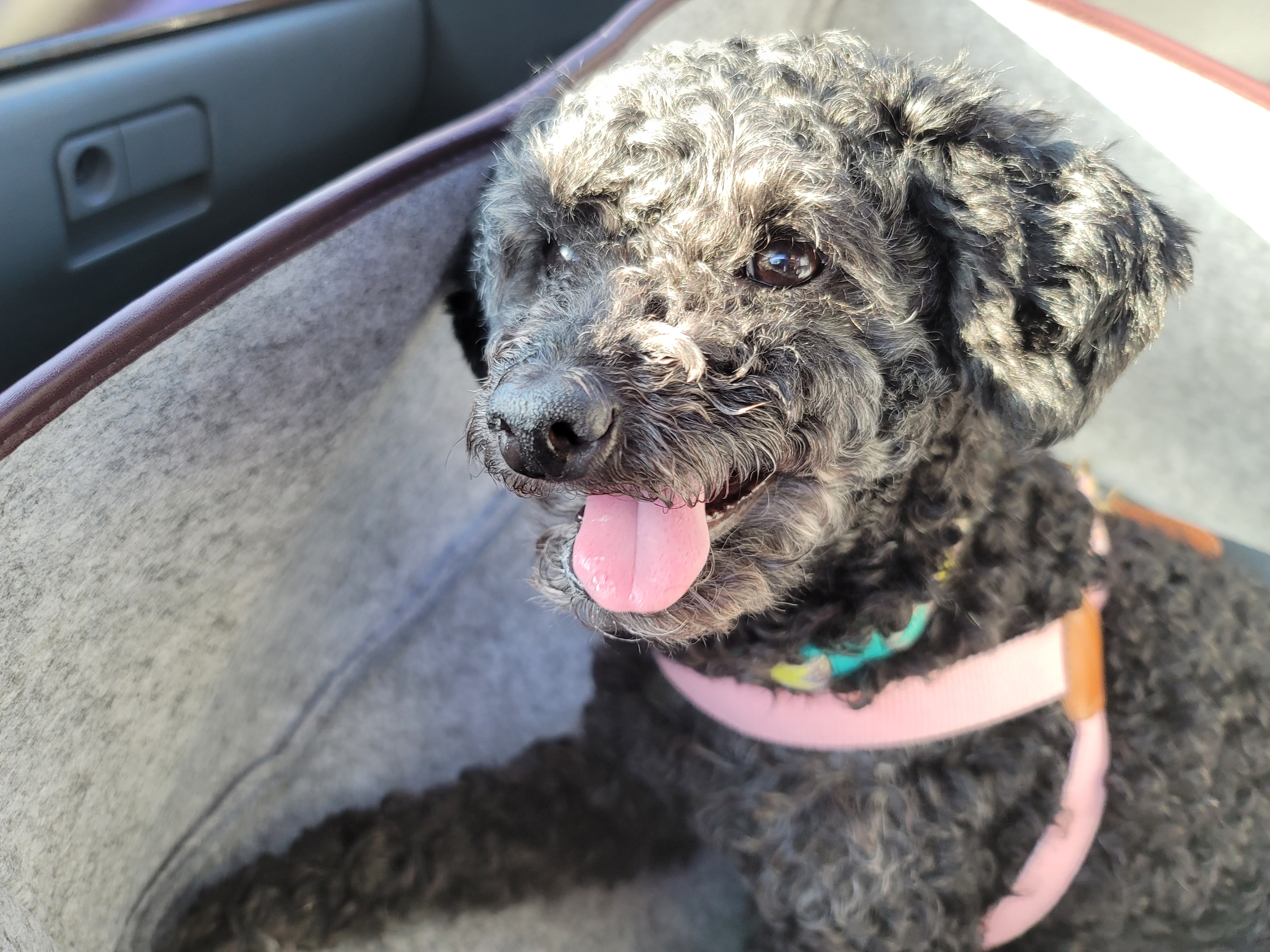 릴리(곤지암-12) 입양 1달차 후기