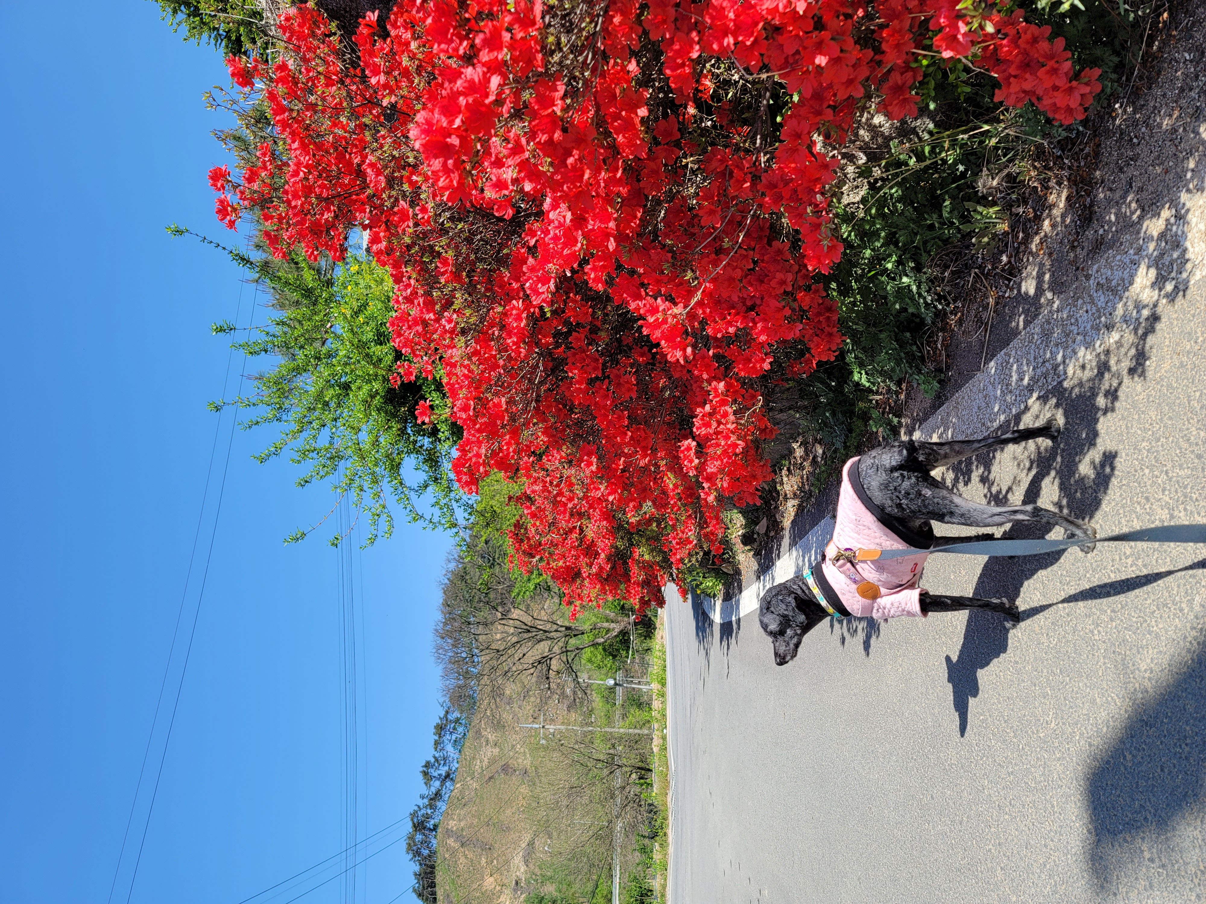 릴리(곤지암-12) 입양 1달차 후기