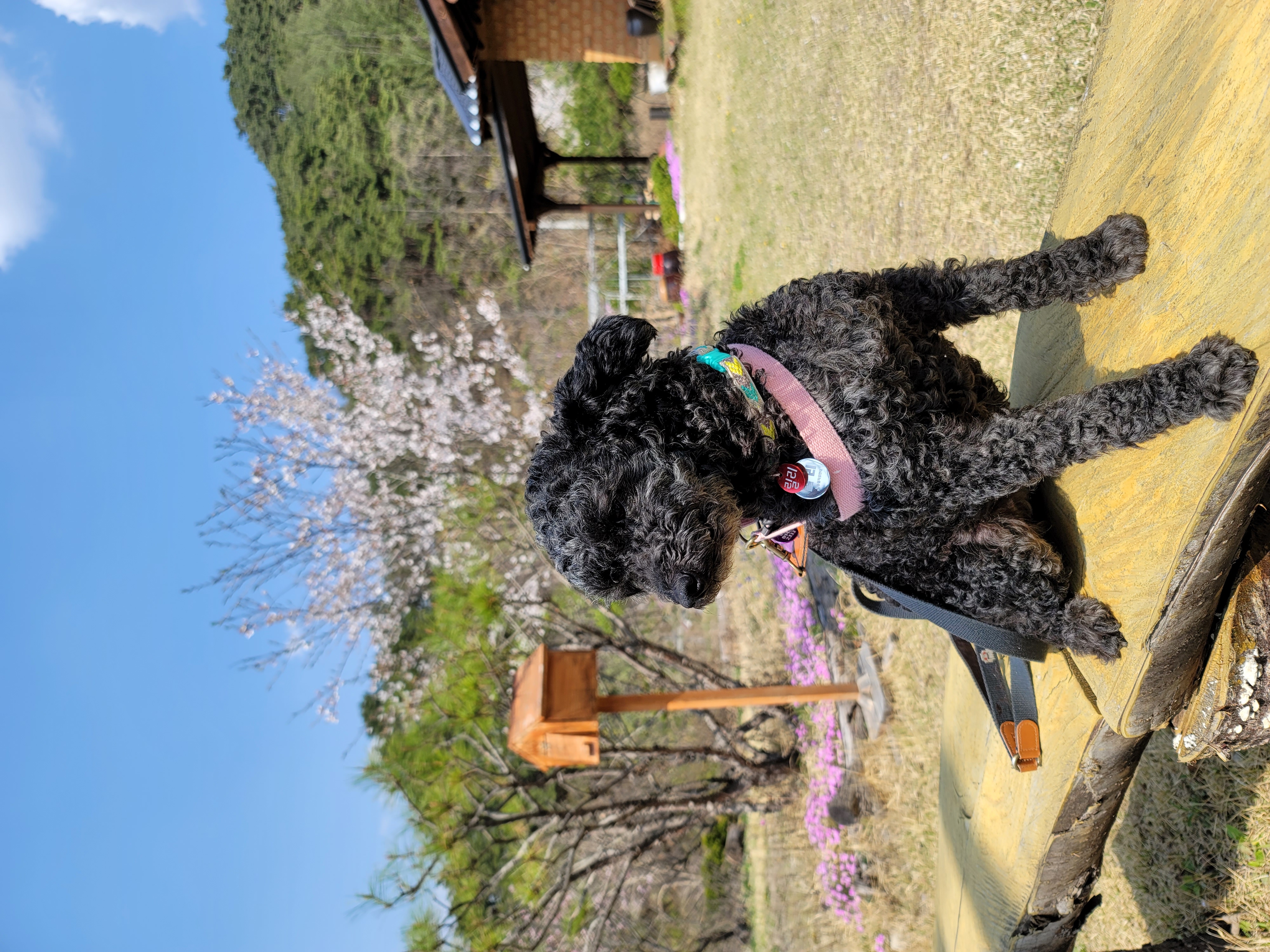 릴리(곤지암-12) 입양 1달차 후기