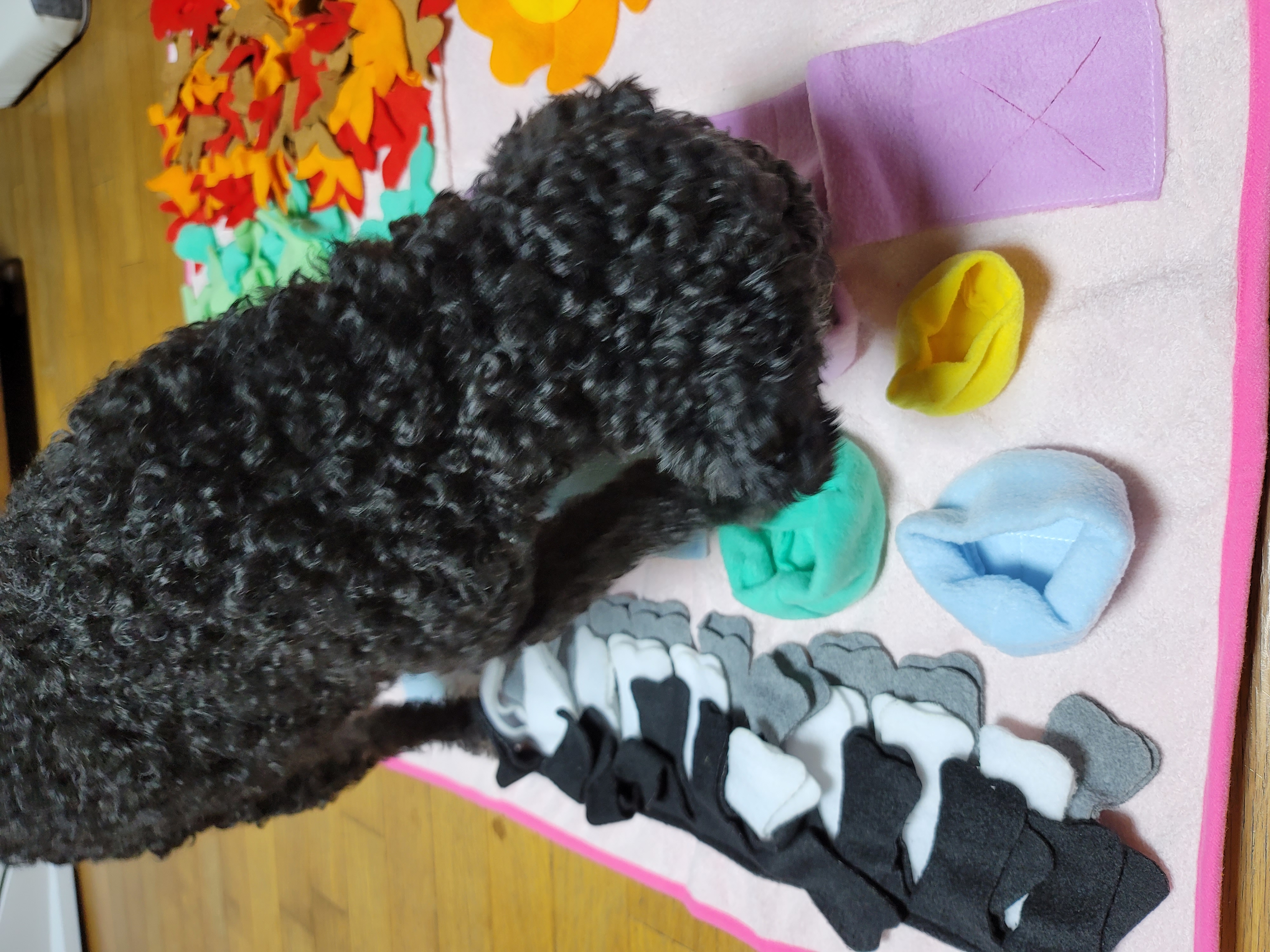 릴리(곤지암-12) 입양 1달차 후기