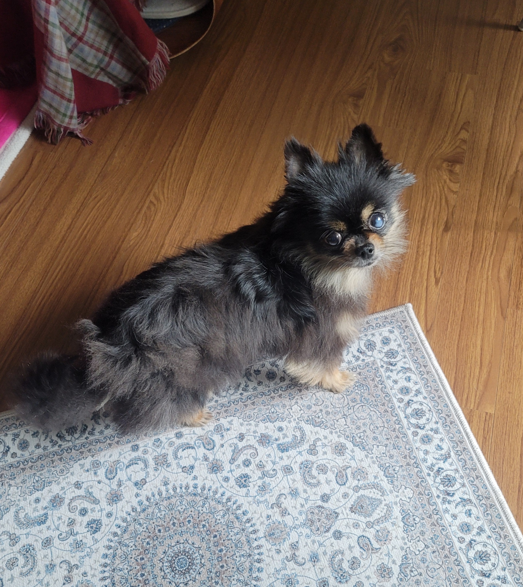 왕밤이와 가족이 된지 일주일이 지났어요~