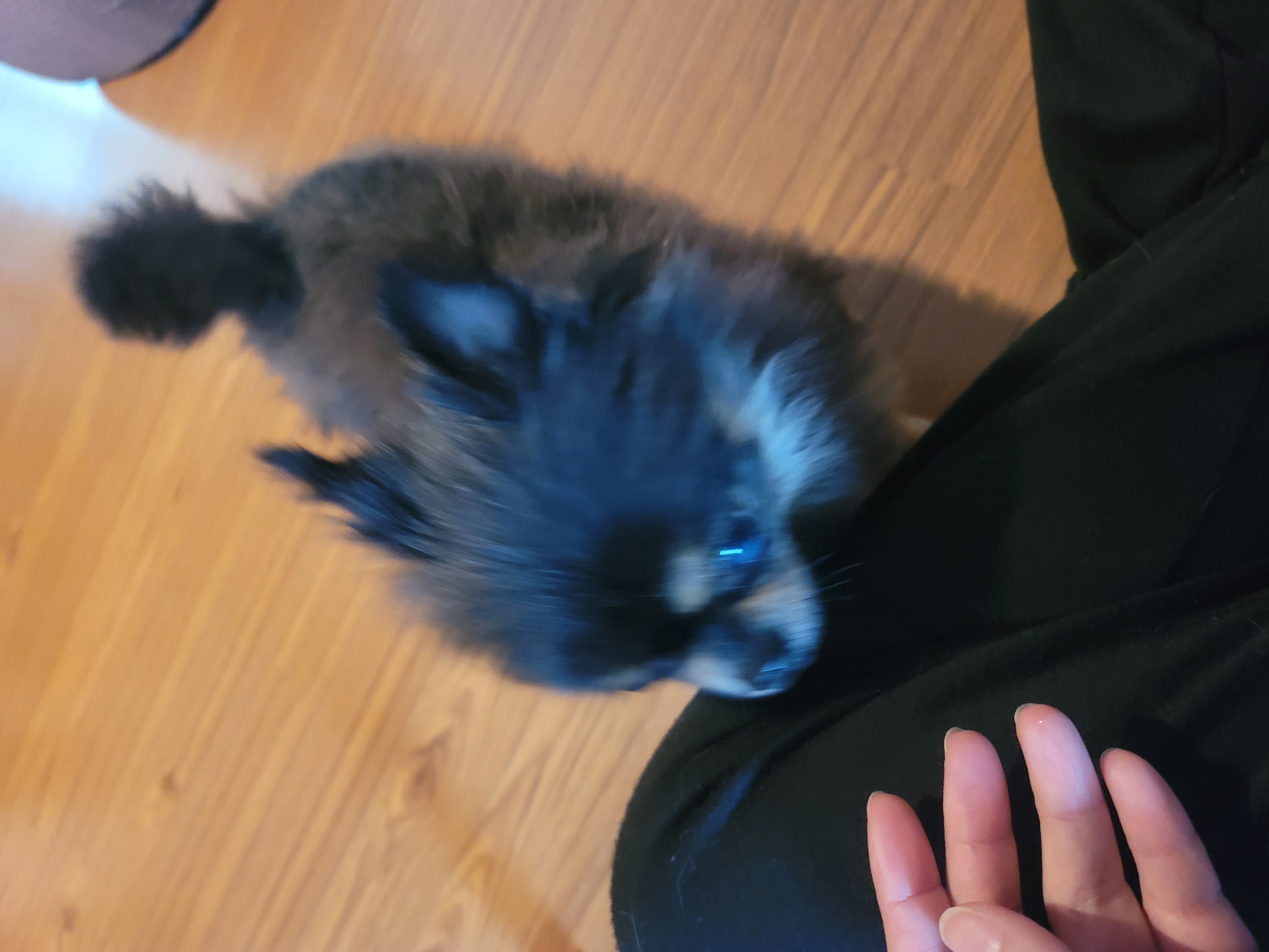 왕밤이와 가족이 된지 일주일이 지났어요~