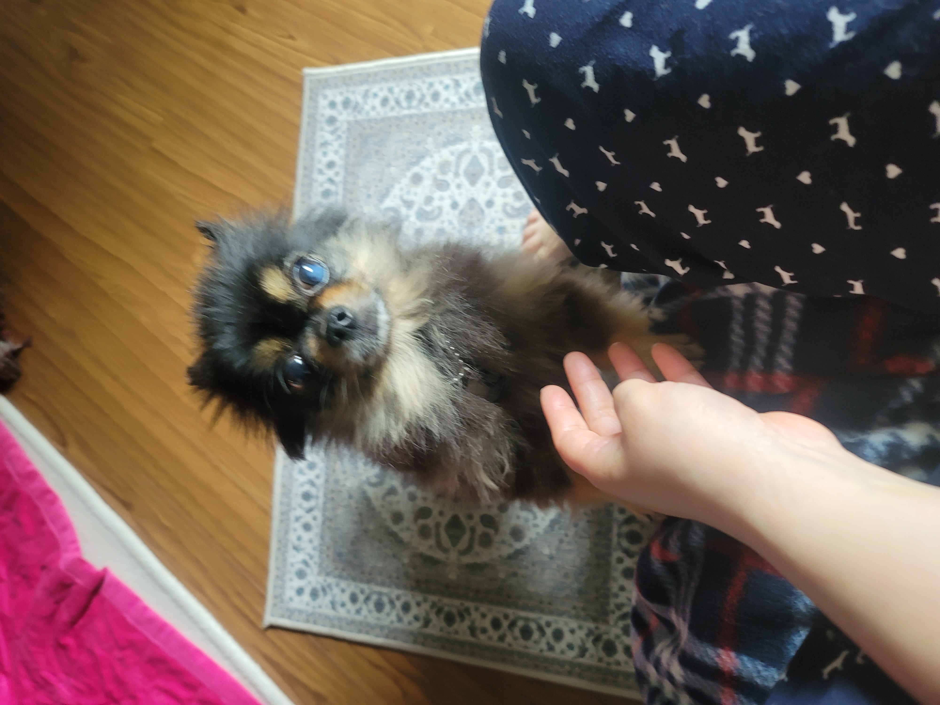 왕밤이와 가족이 된지 일주일이 지났어요~