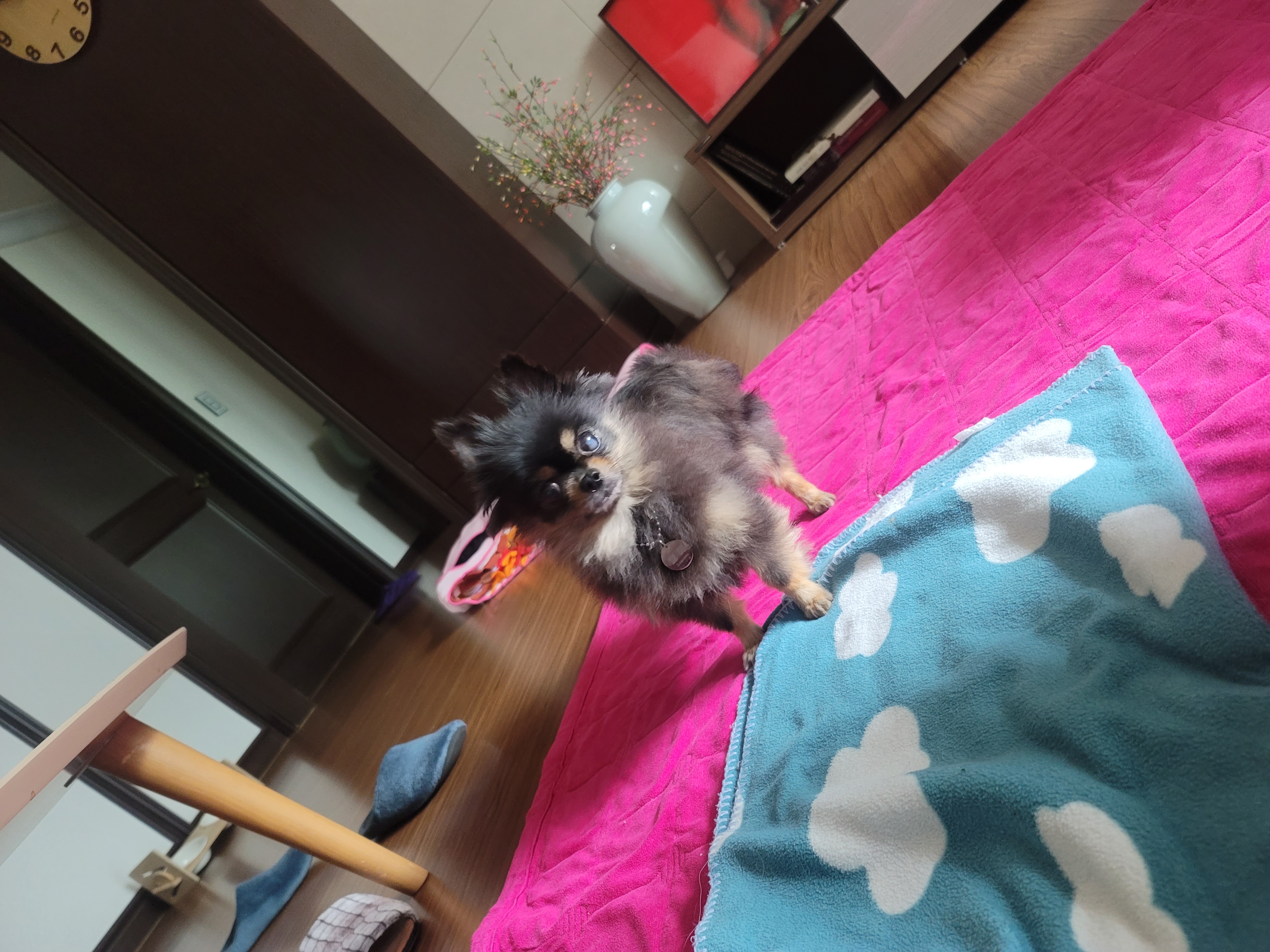 왕밤이와 가족이 된지 일주일이 지났어요~