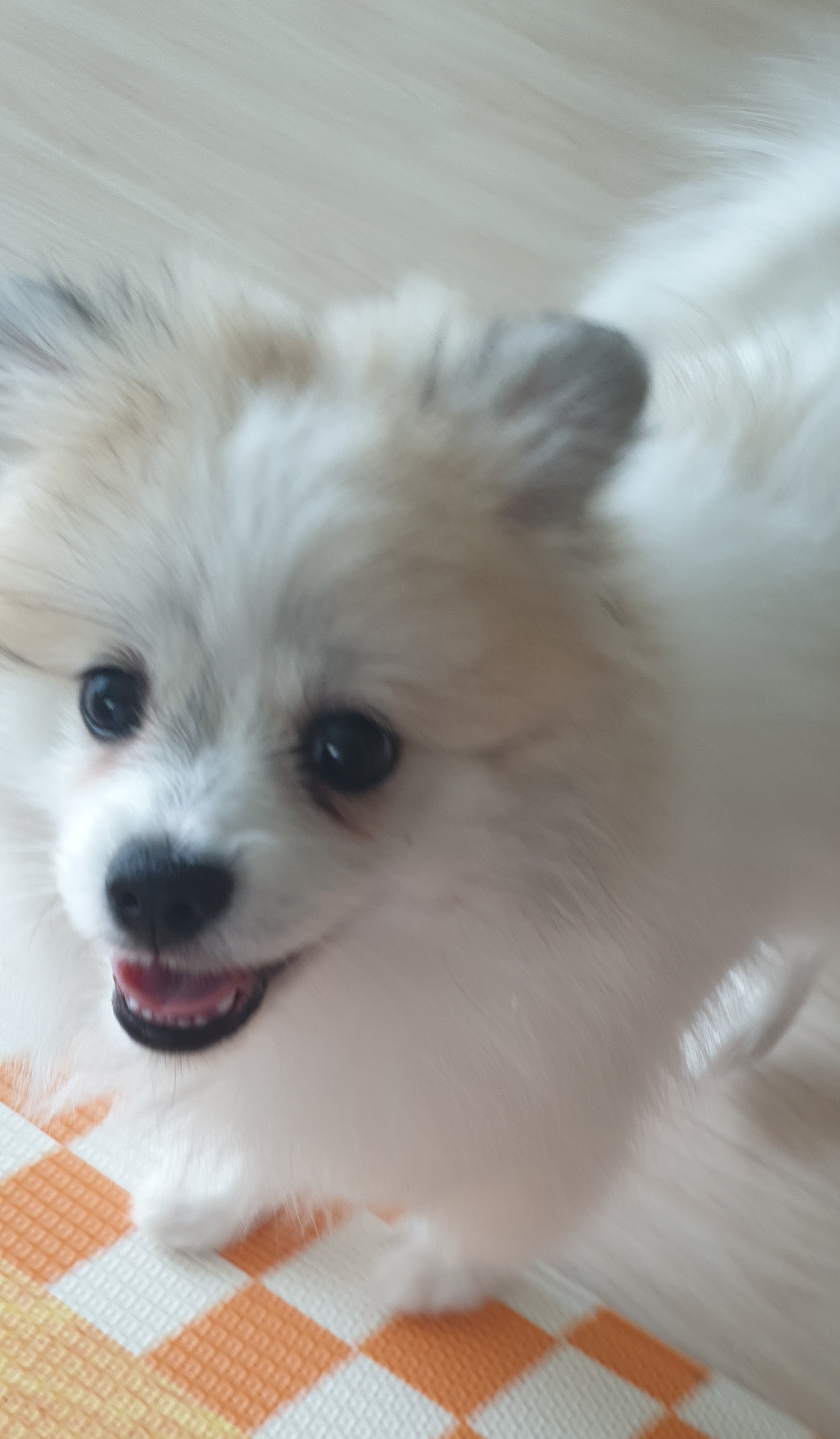 곤지암 구조견 마음이의 자견 뽀또(마일이)의 근황 일주일차