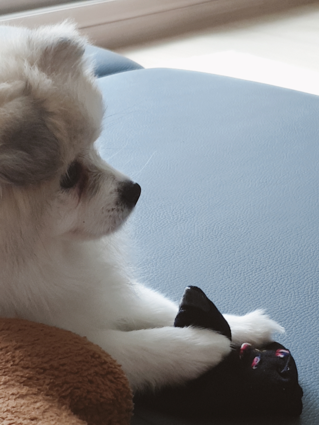 곤지암 구조견 마음이의 자견 뽀또(마일이)의 근황 일주일차