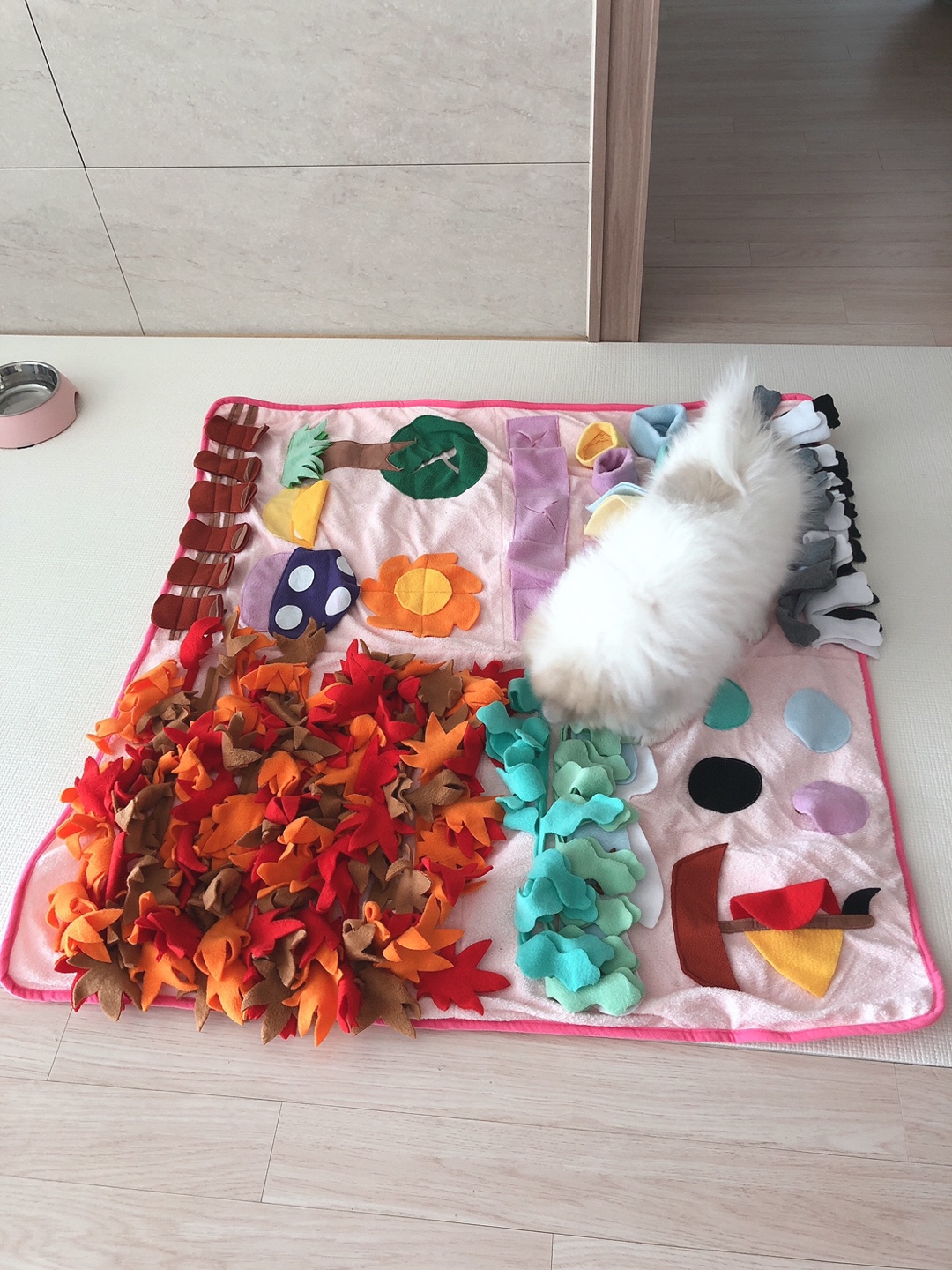 곤지암 구조견 마음이의 자견 뽀또(마일이)의 근황 일주일차