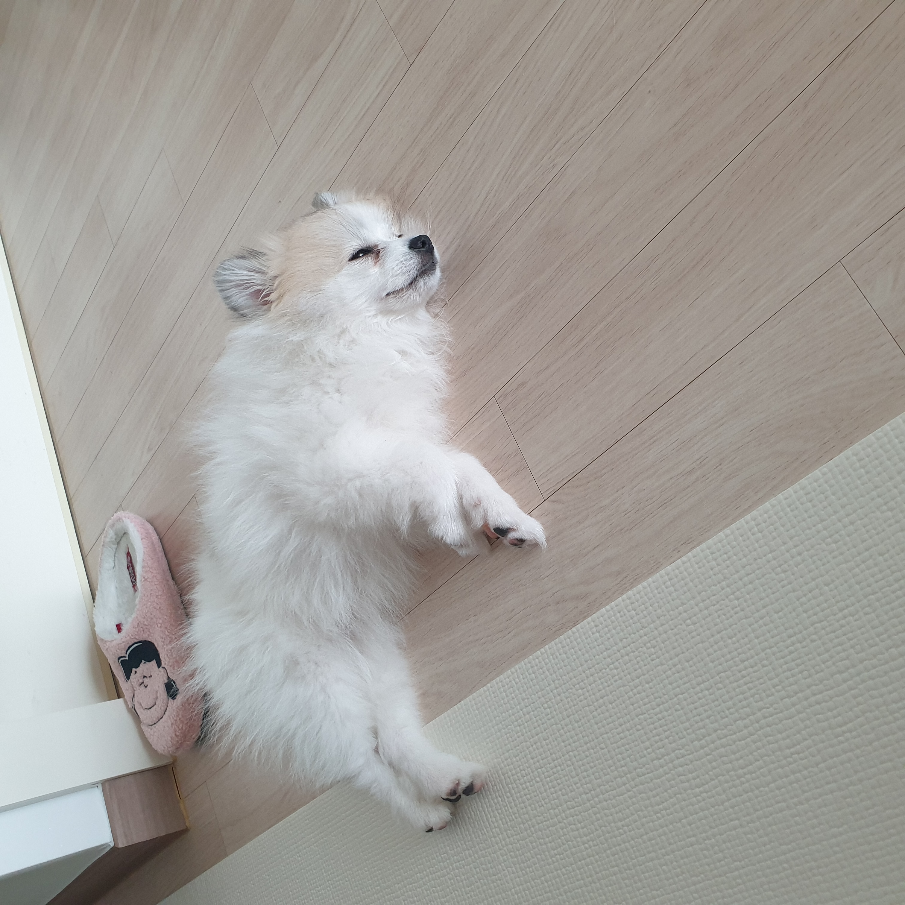 곤지암 구조견 마음이의 자견 뽀또(마일이)의 근황 일주일차