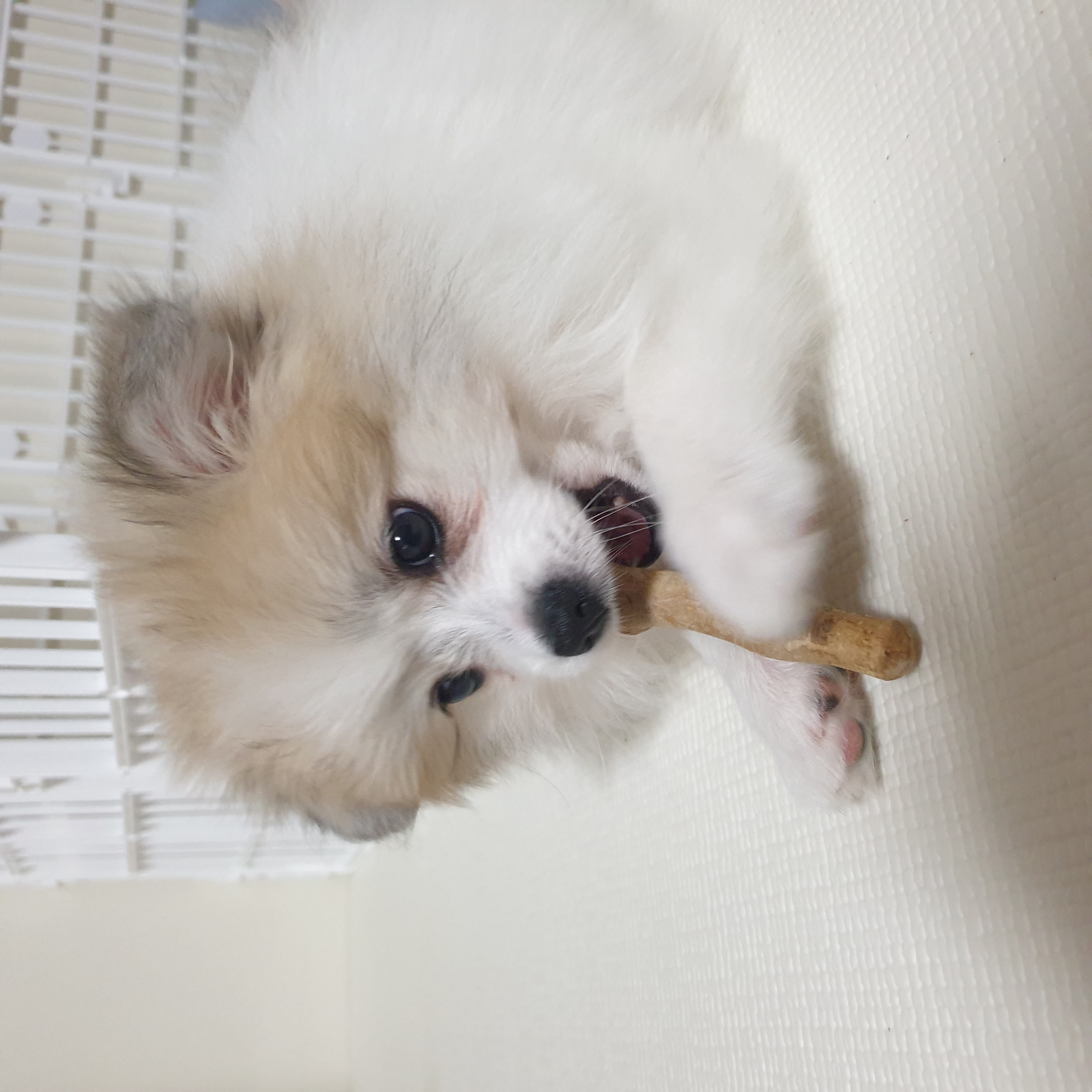 곤지암 구조견 마음이의 자견 뽀또(마일이)의 근황 일주일차