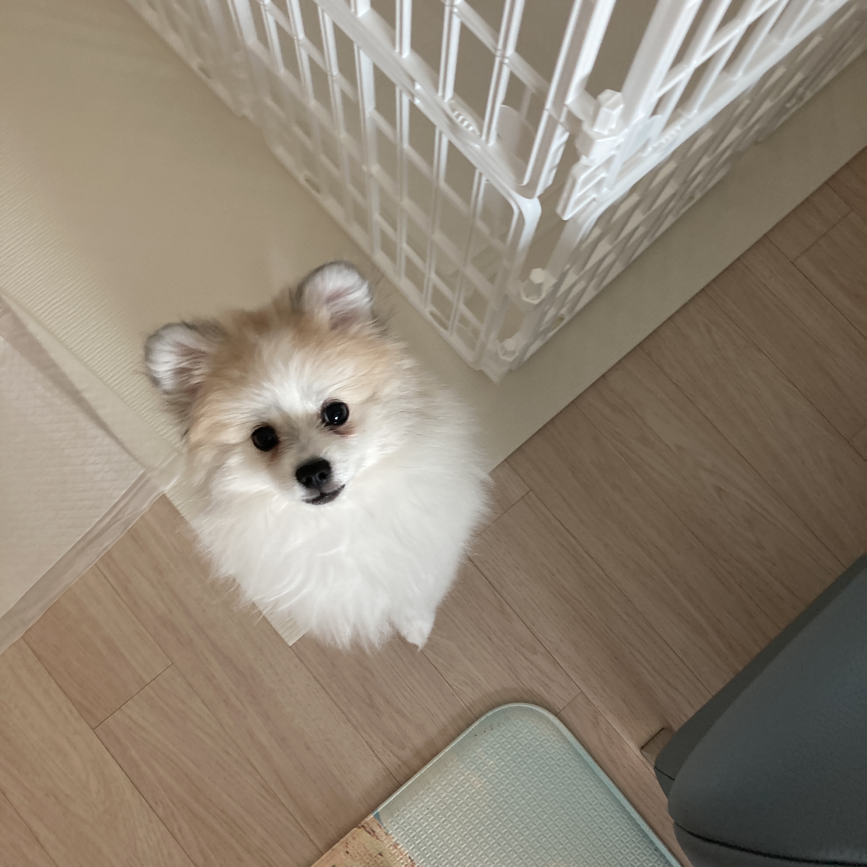 곤지암 구조견 마음이의 자견 뽀또(마일이)의 근황 일주일차