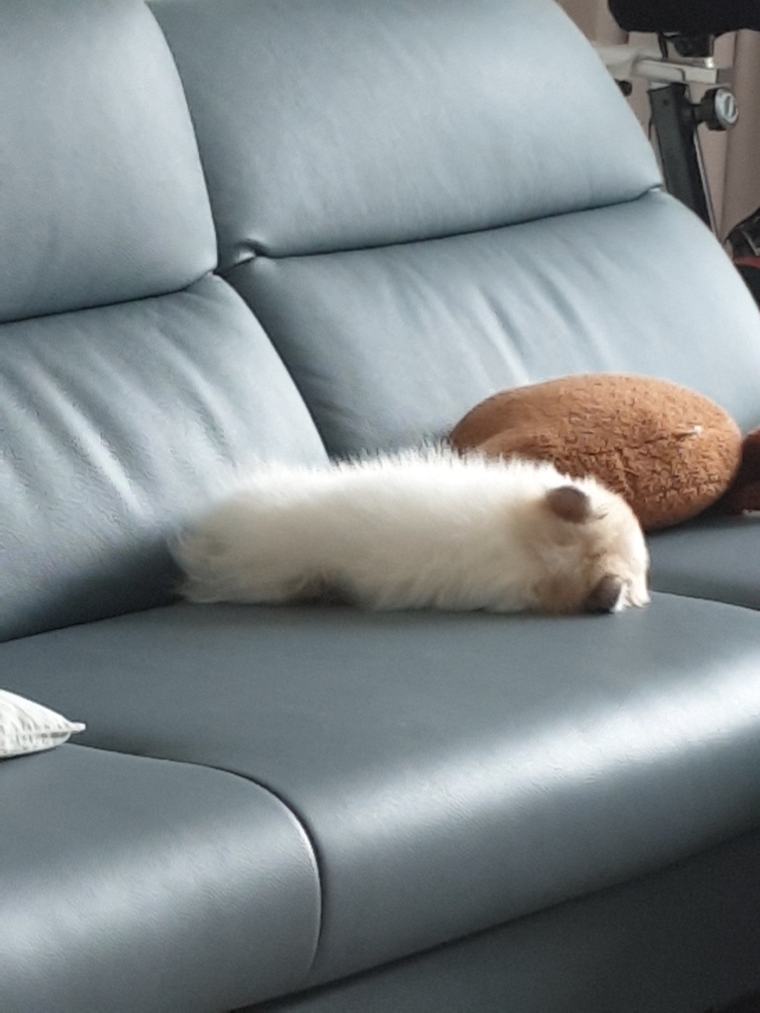 곤지암 구조견 마음이의 자견 뽀또(마일이)의 근황 일주일차