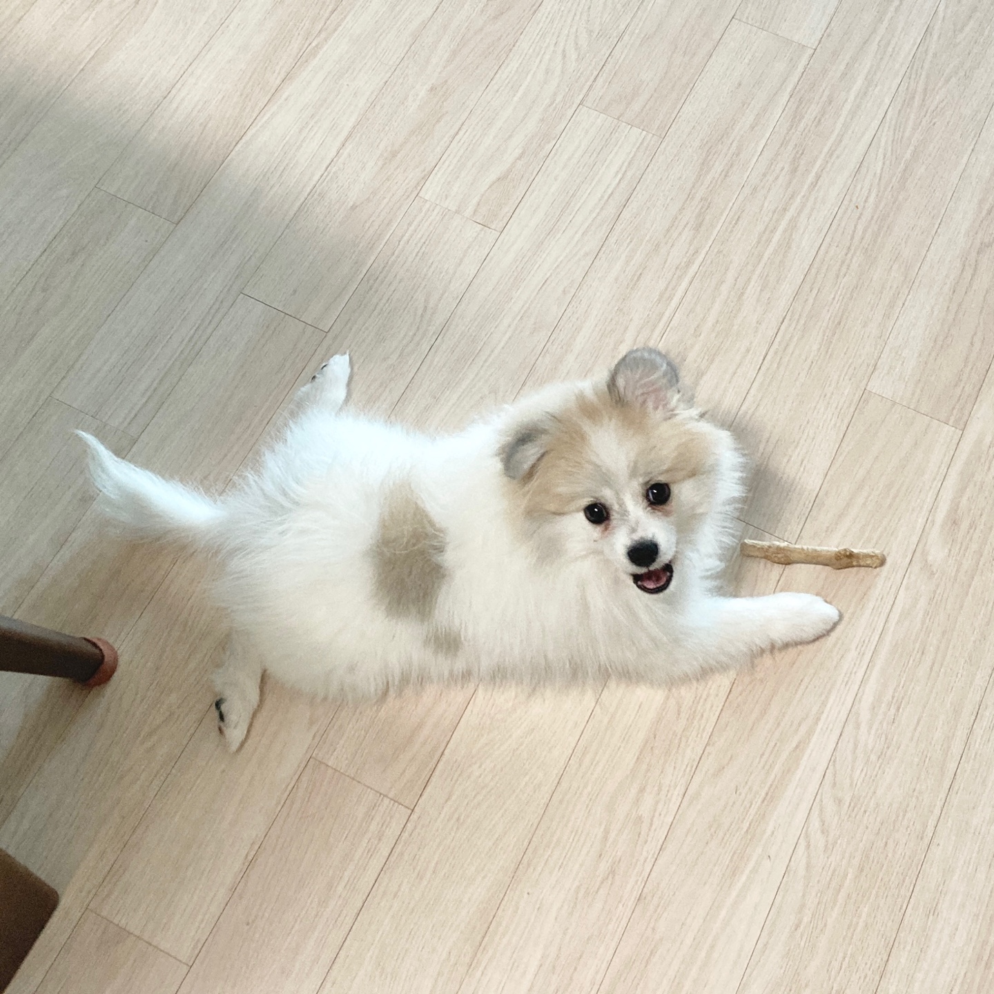 곤지암 구조견 마음이의 자견 뽀또(마일이)의 근황 일주일차