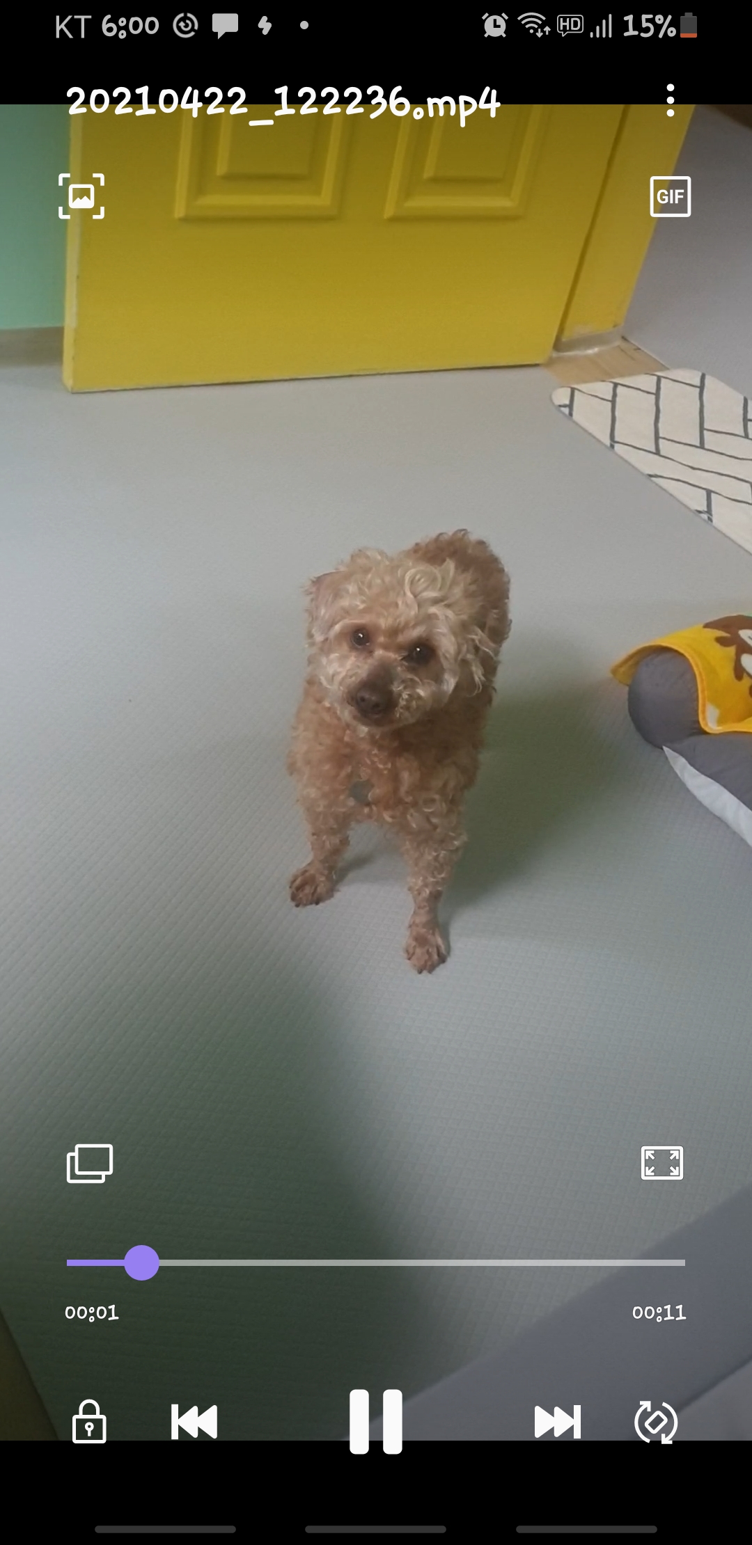 (곤지암78-오순이) 봄이 일주일차 입양 후기