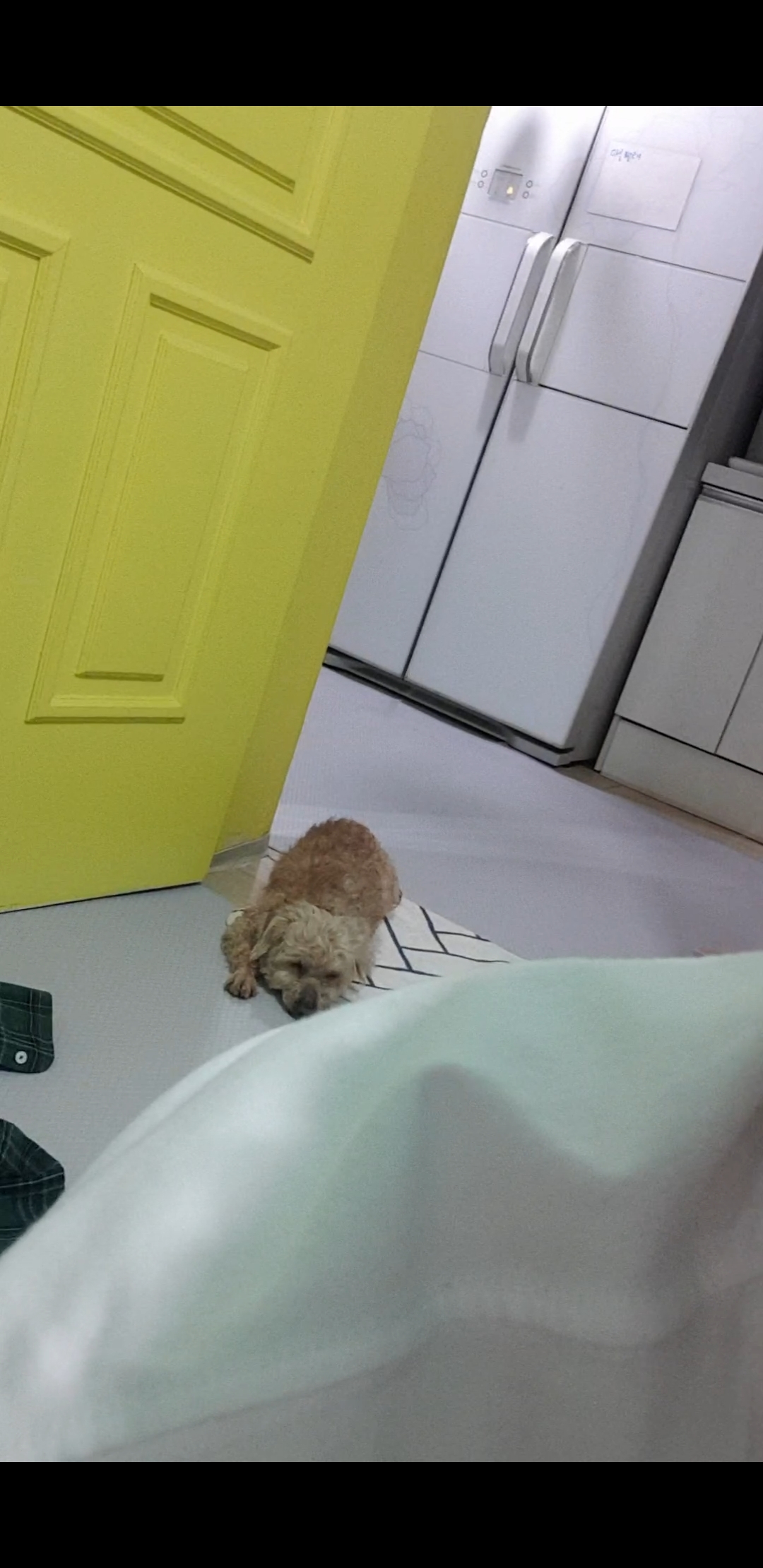 (곤지암78-오순이) 봄이 일주일차 입양 후기