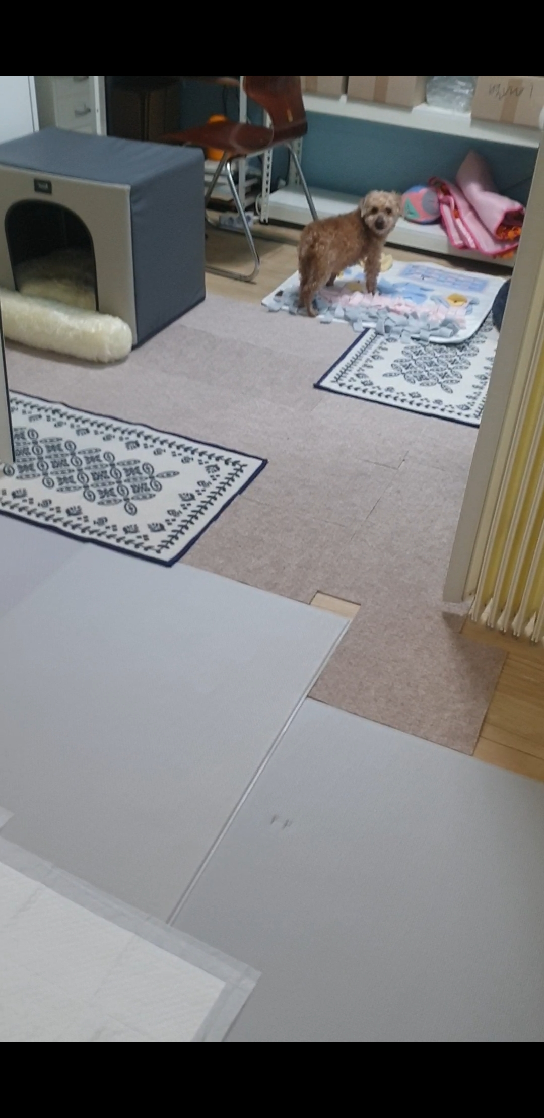 (곤지암78-오순이) 봄이 일주일차 입양 후기