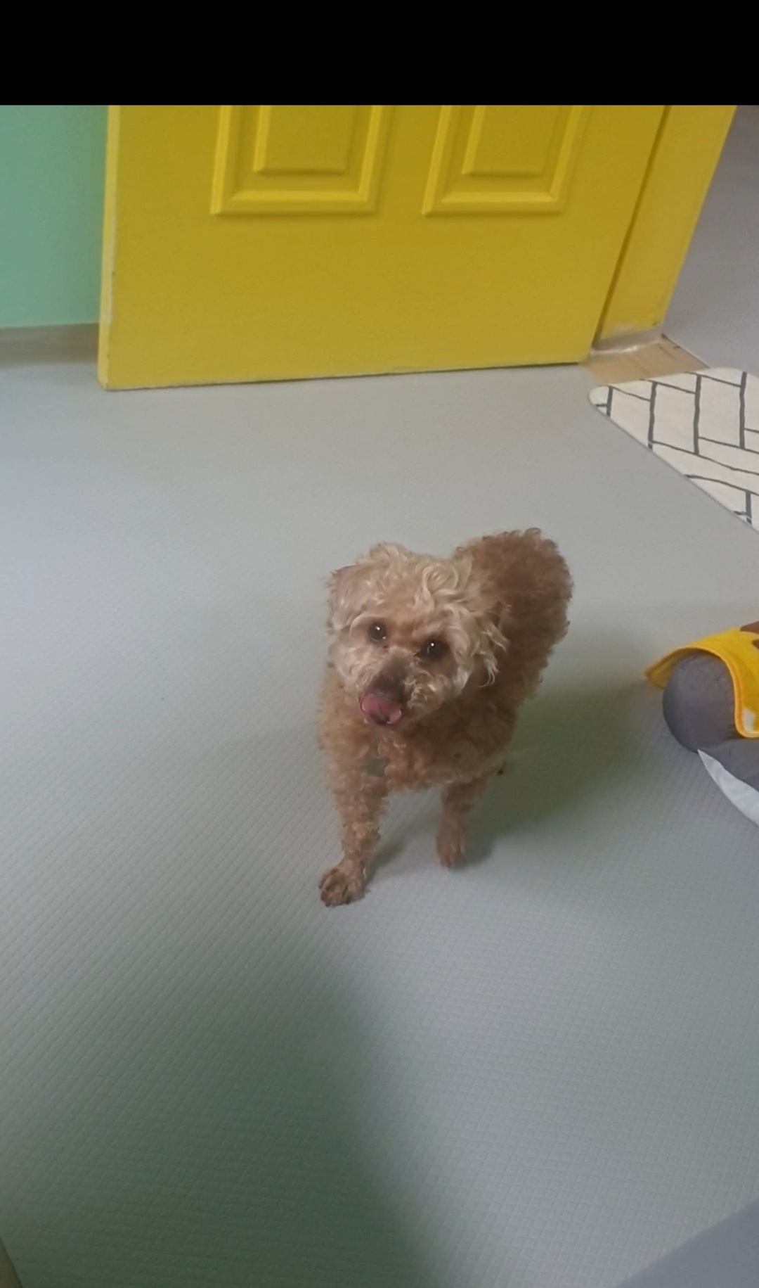 (곤지암78-오순이) 봄이 일주일차 입양 후기