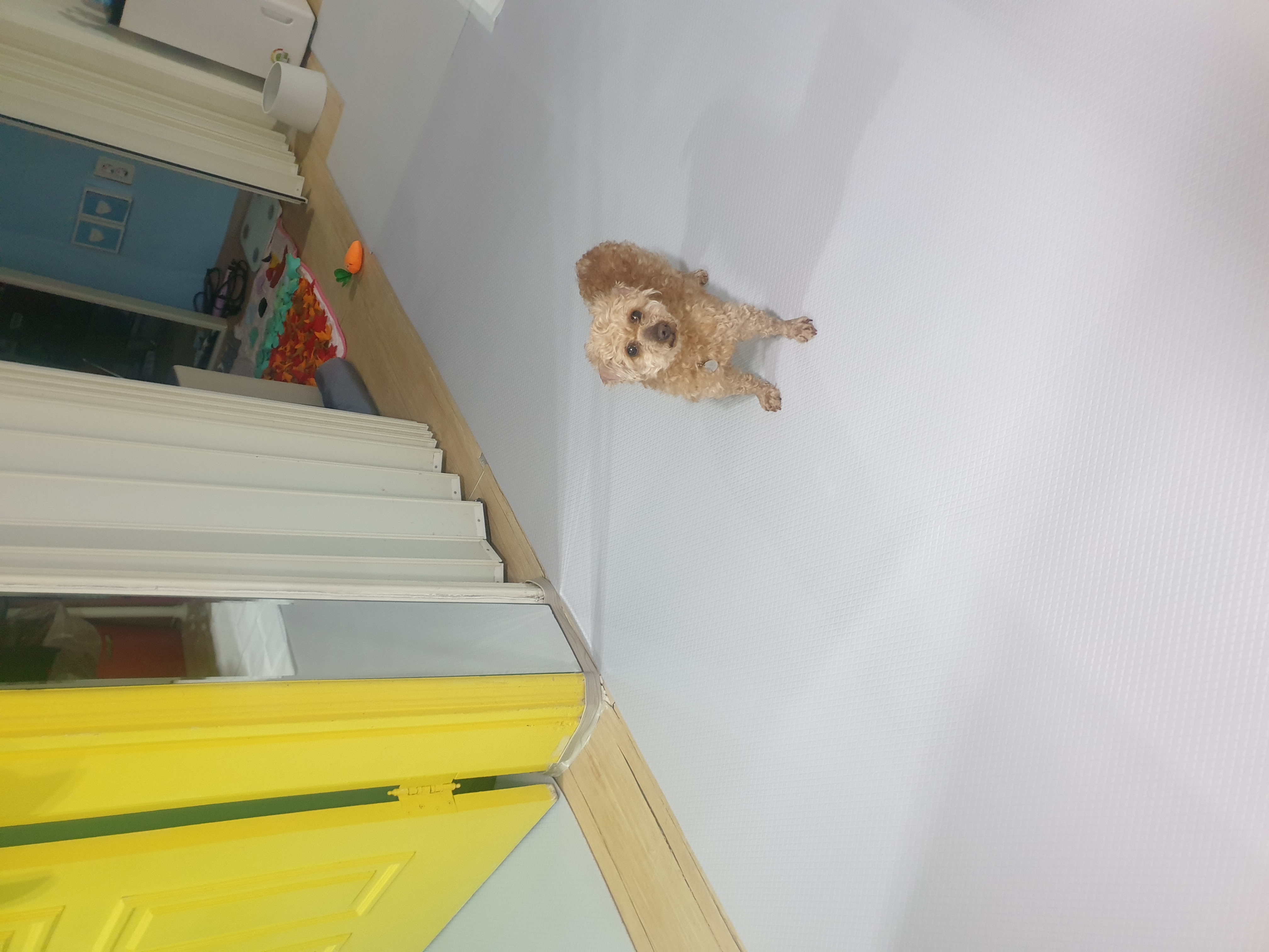 (곤지암78-오순이) 봄이 일주일차 입양 후기