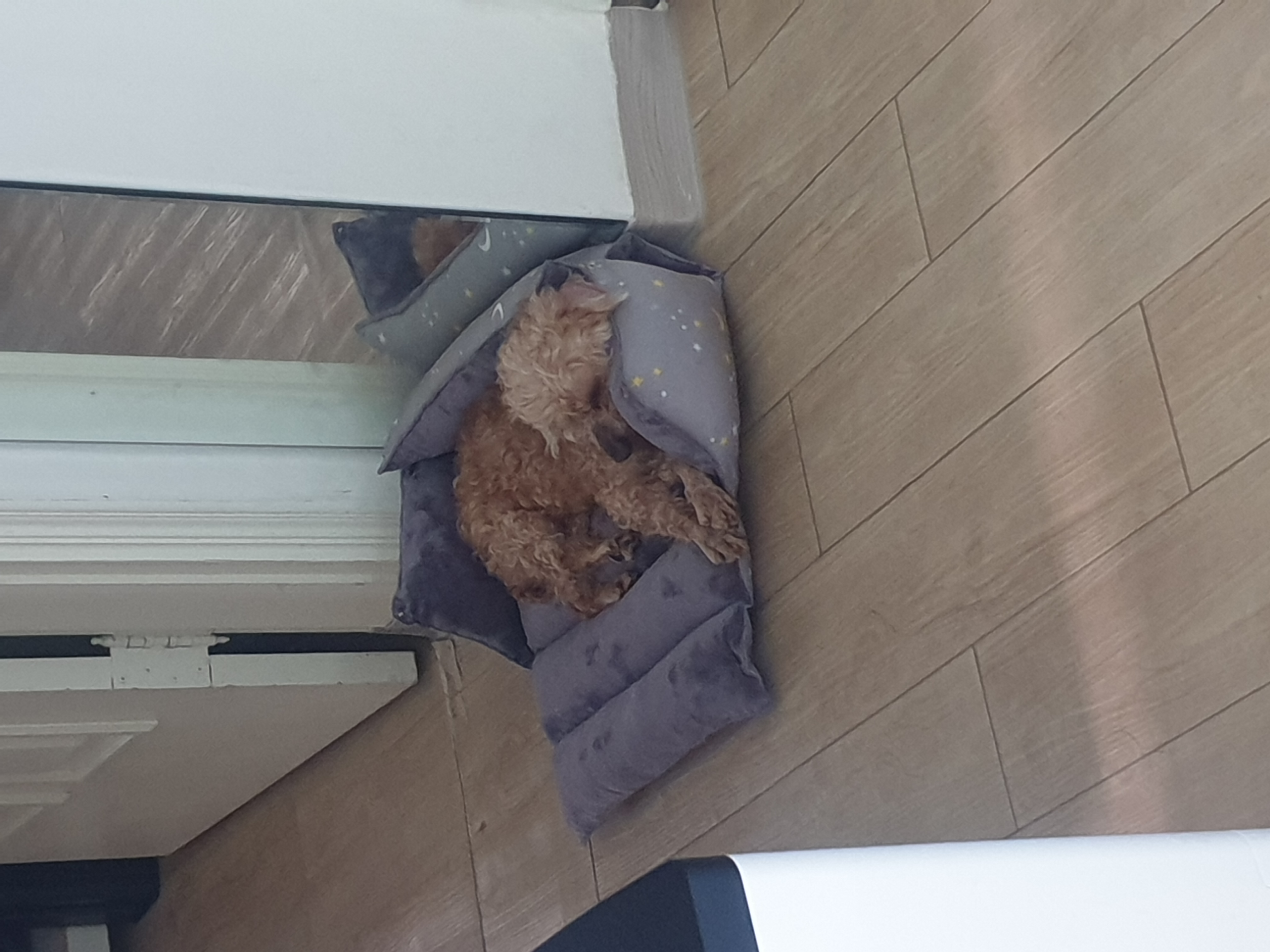 (곤지암78-오순이) 봄이 일주일차 입양 후기