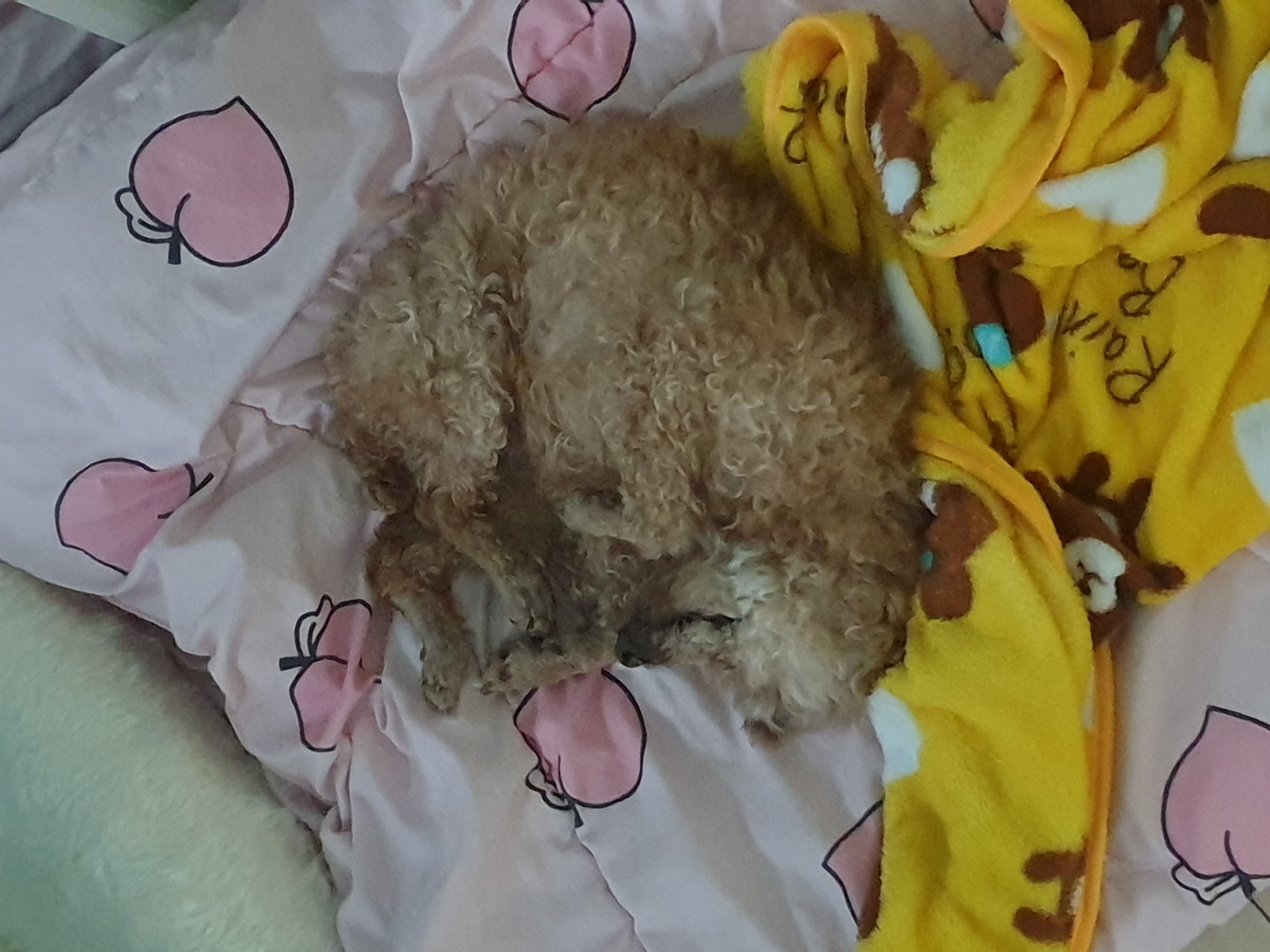 (곤지암78-오순이) 봄이 일주일차 입양 후기