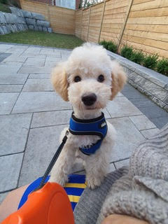 보검이(해일이) 입양 한 달 후기