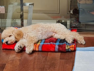 보검이(해일이) 입양 한 달 후기