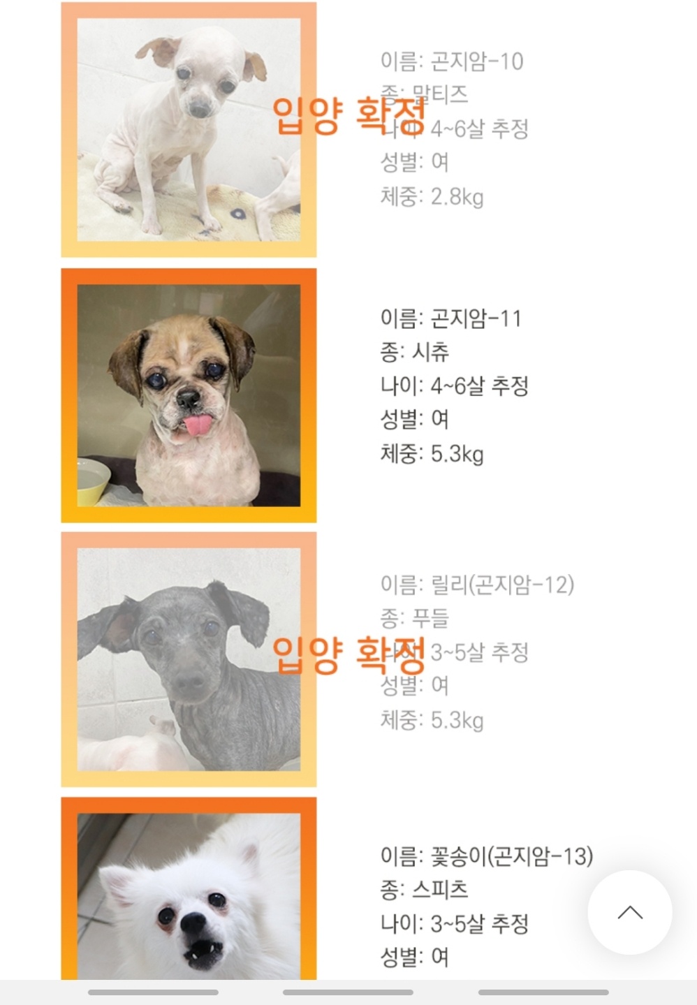 곤지암 구조견 시츄