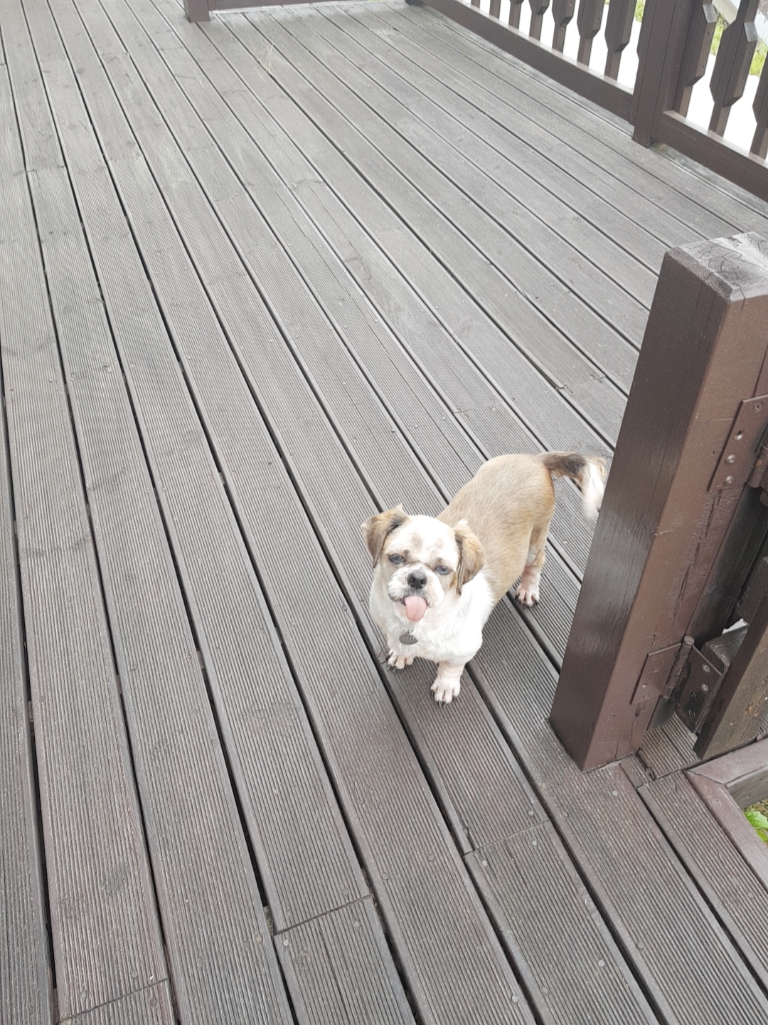 곤지암 구조견 시츄