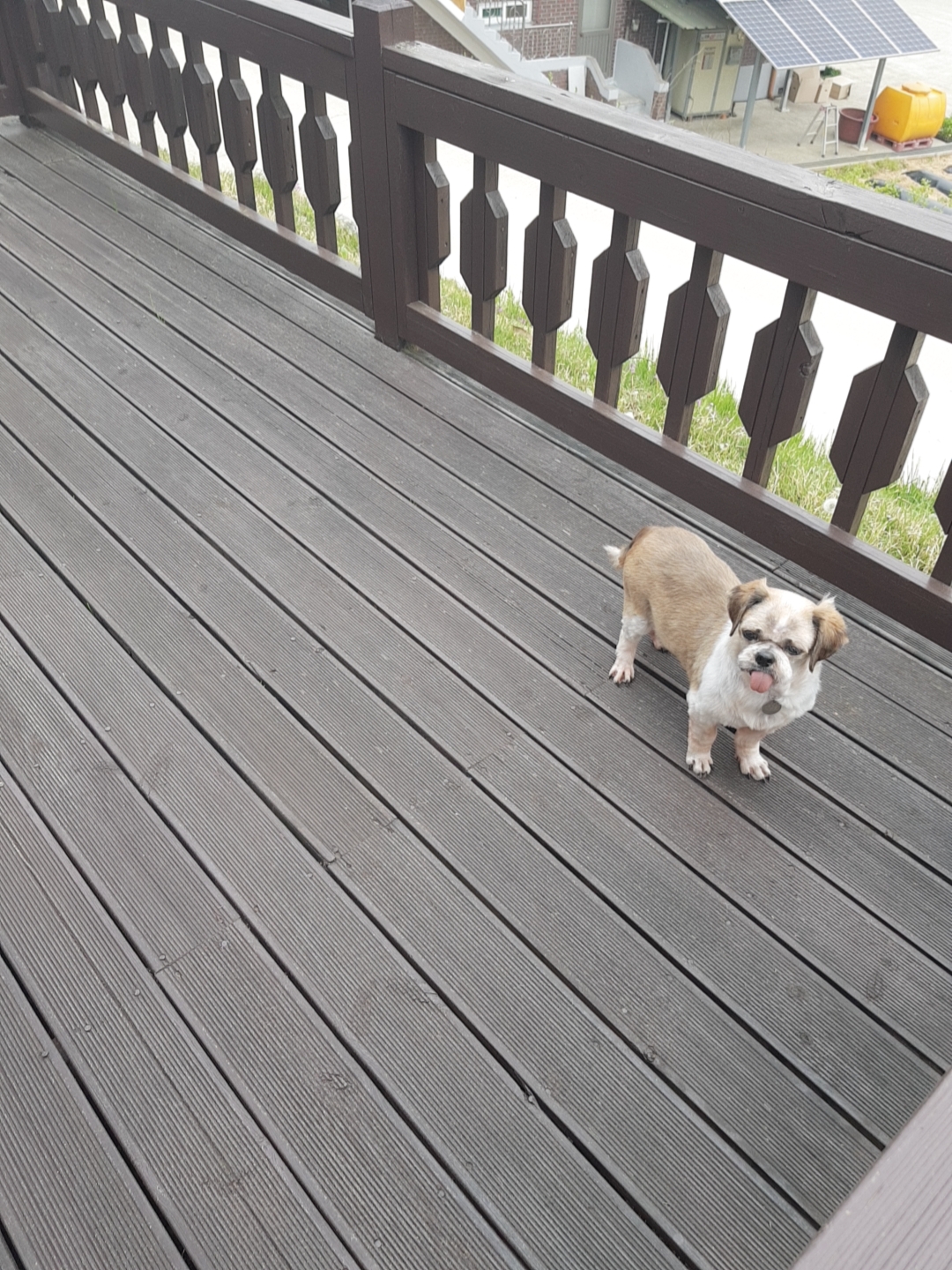 곤지암 구조견 시츄