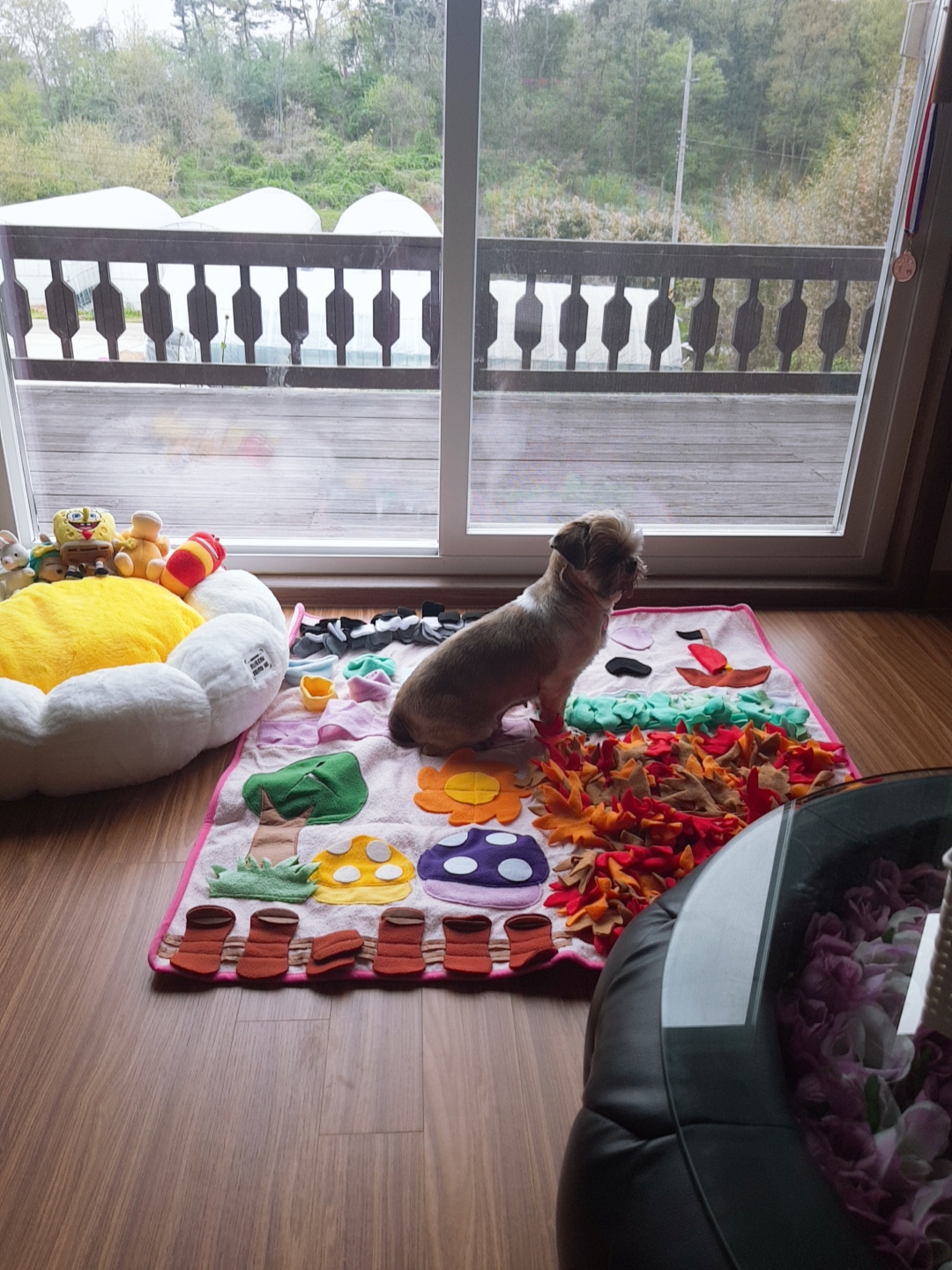 곤지암 구조견 시츄