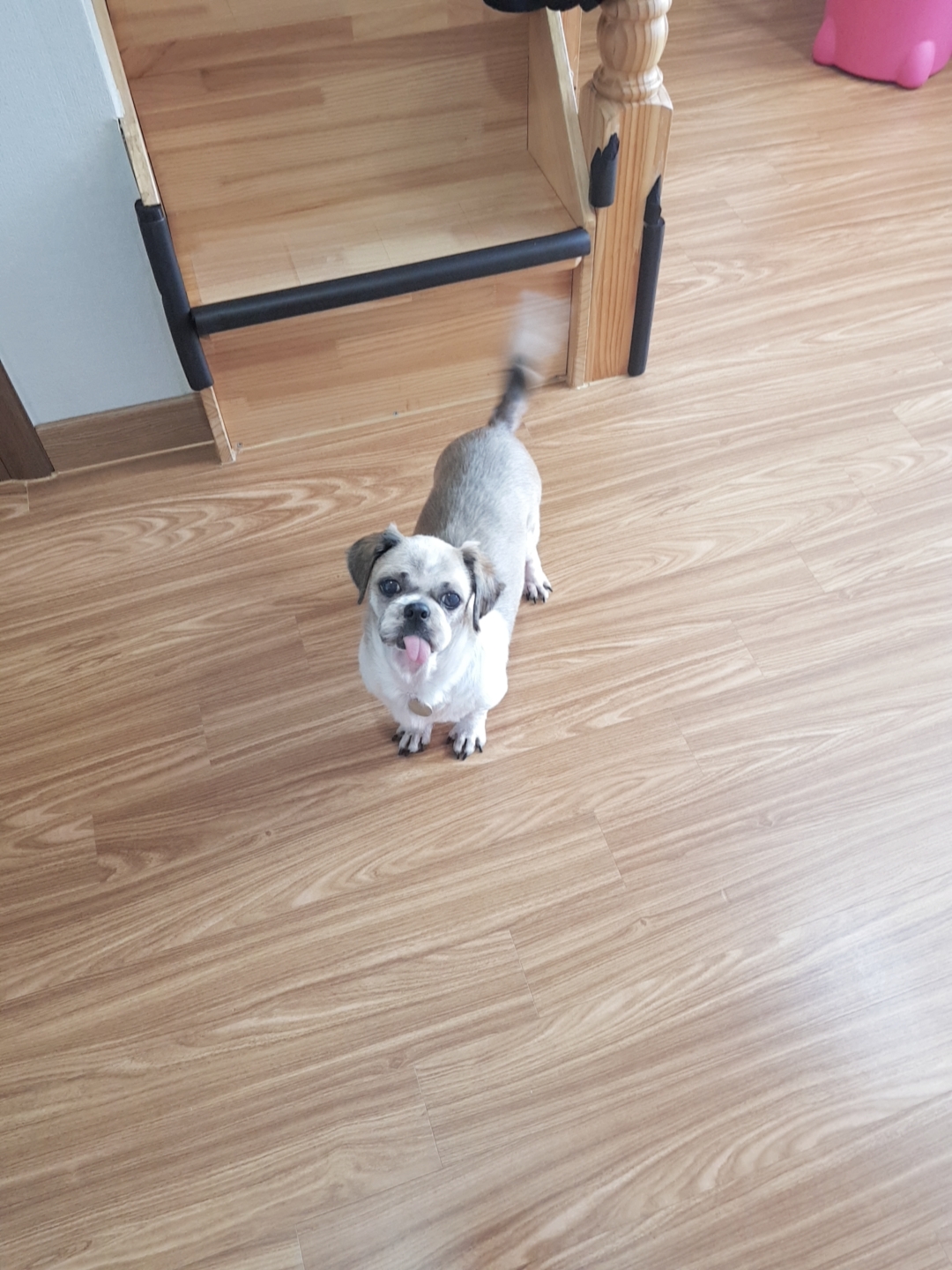 곤지암 구조견 시츄