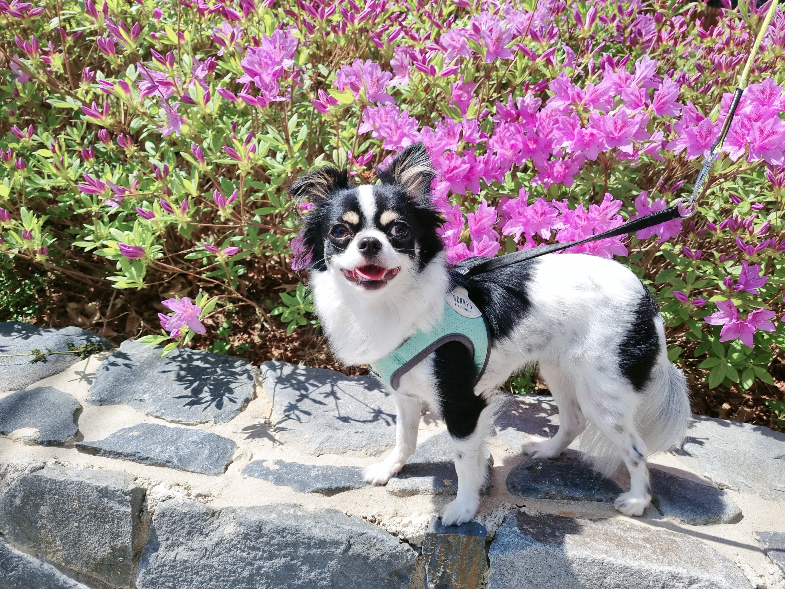 오랜만에 이몬이 왔어요 ^^