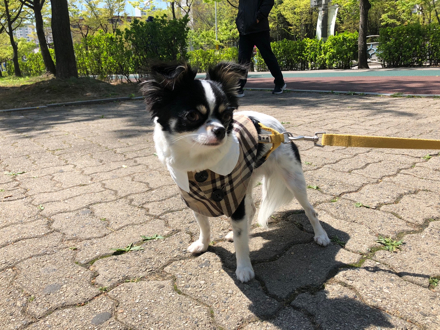 오랜만에 이몬이 왔어요 ^^