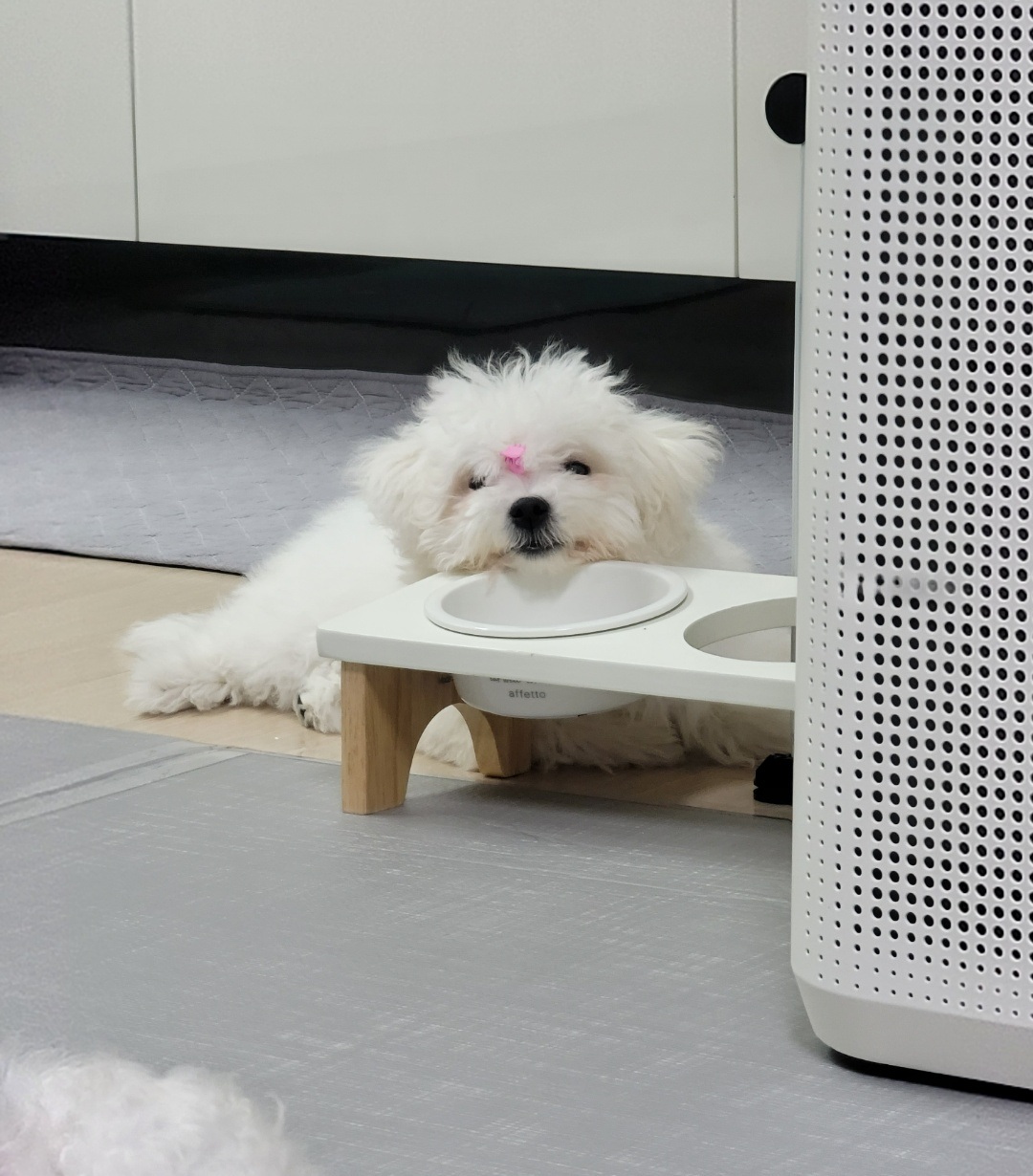 하음(구름)이 하삼(봄)이 한달됐네요!