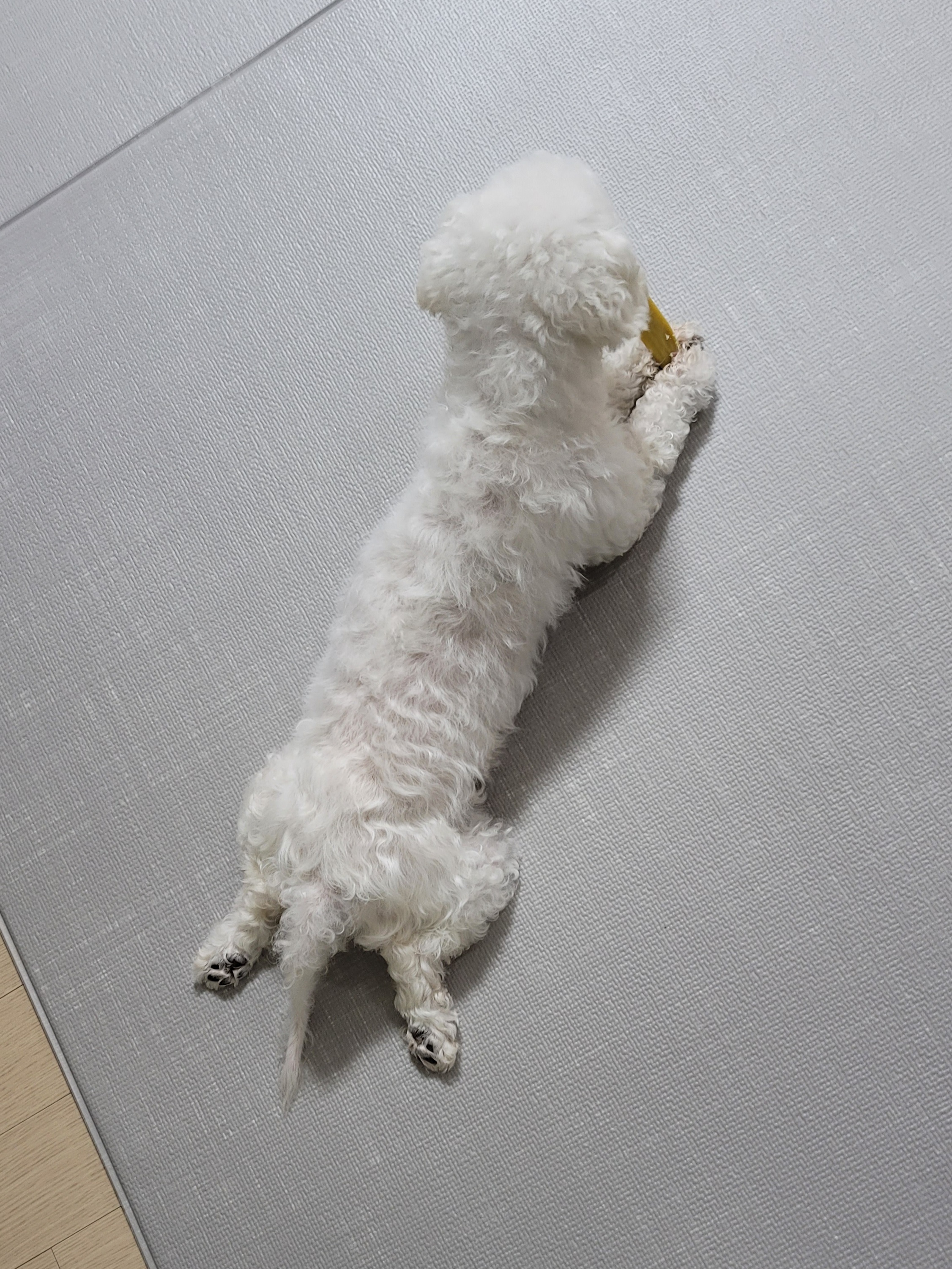 하음(구름)이 하삼(봄)이 한달됐네요!