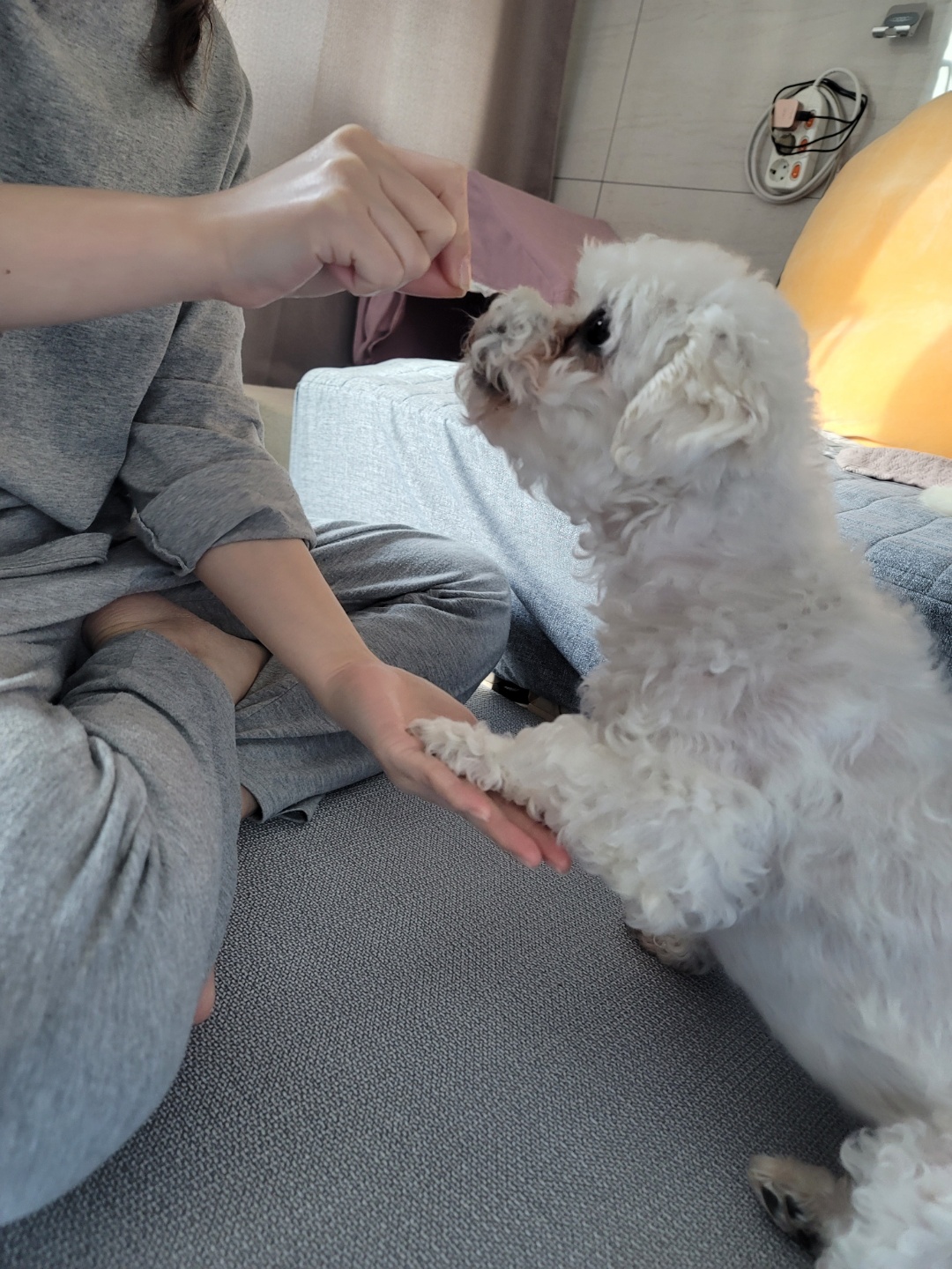 하음(구름)이 하삼(봄)이 한달됐네요!