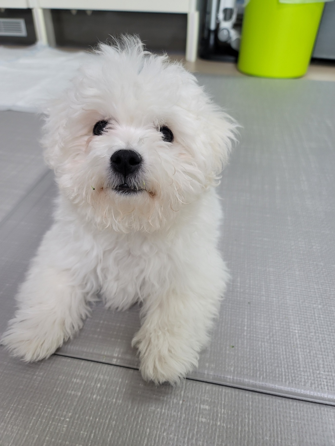 하음(구름)이 하삼(봄)이 한달됐네요!