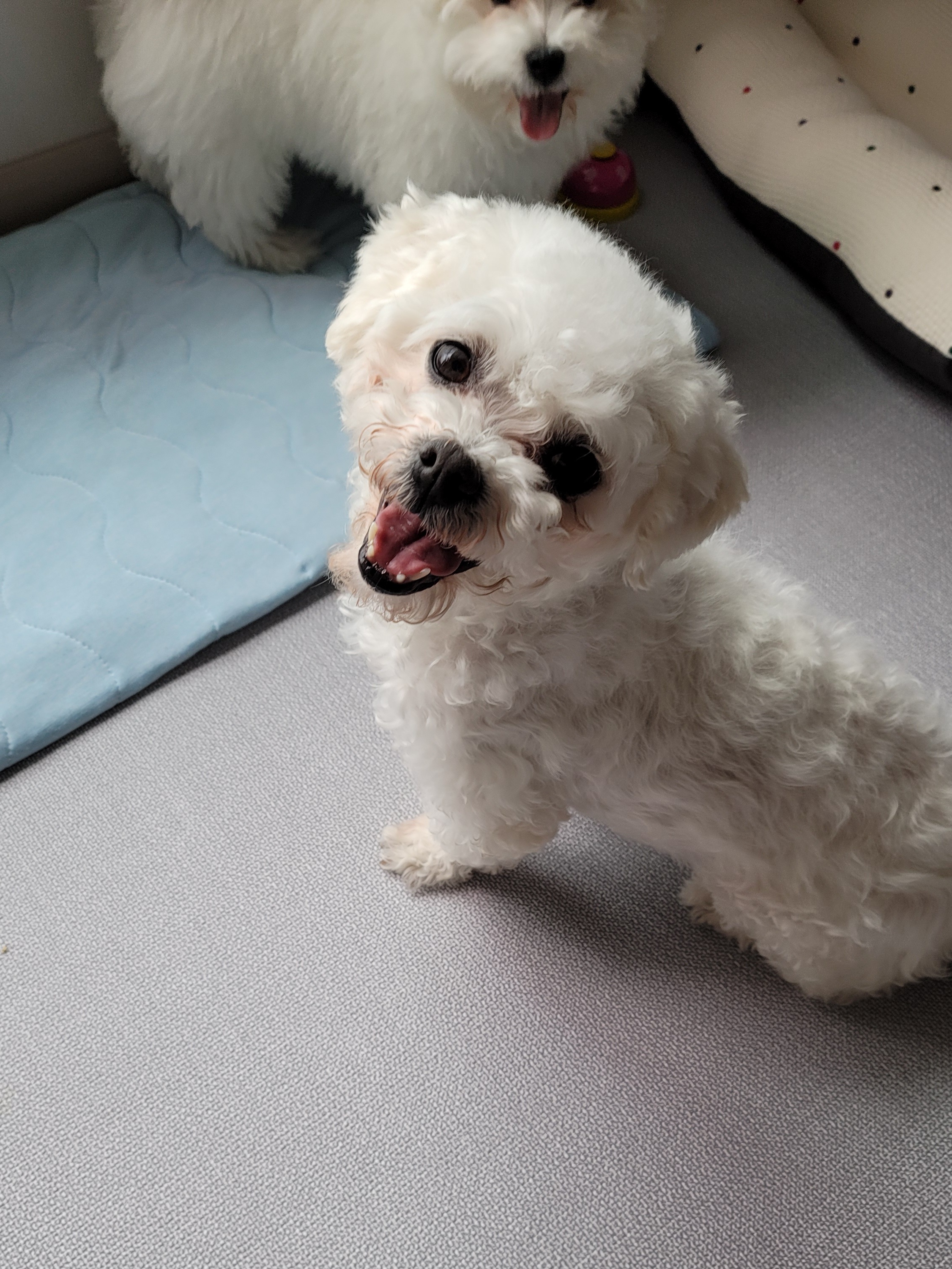 하음(구름)이 하삼(봄)이 한달됐네요!