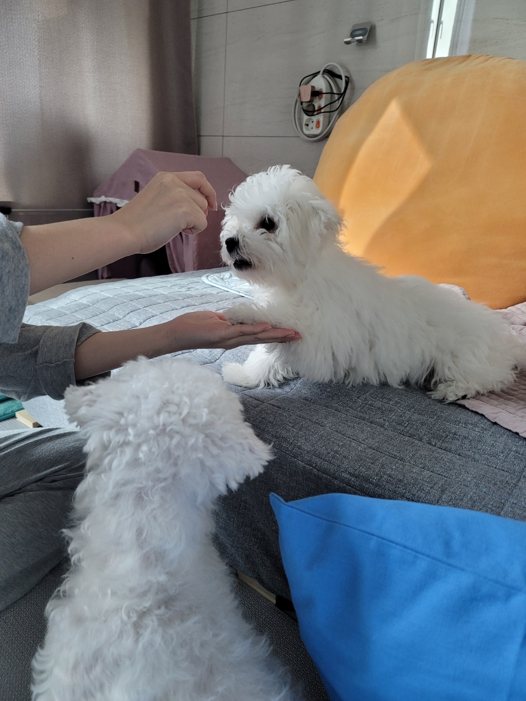 하음(구름)이 하삼(봄)이 한달됐네요!