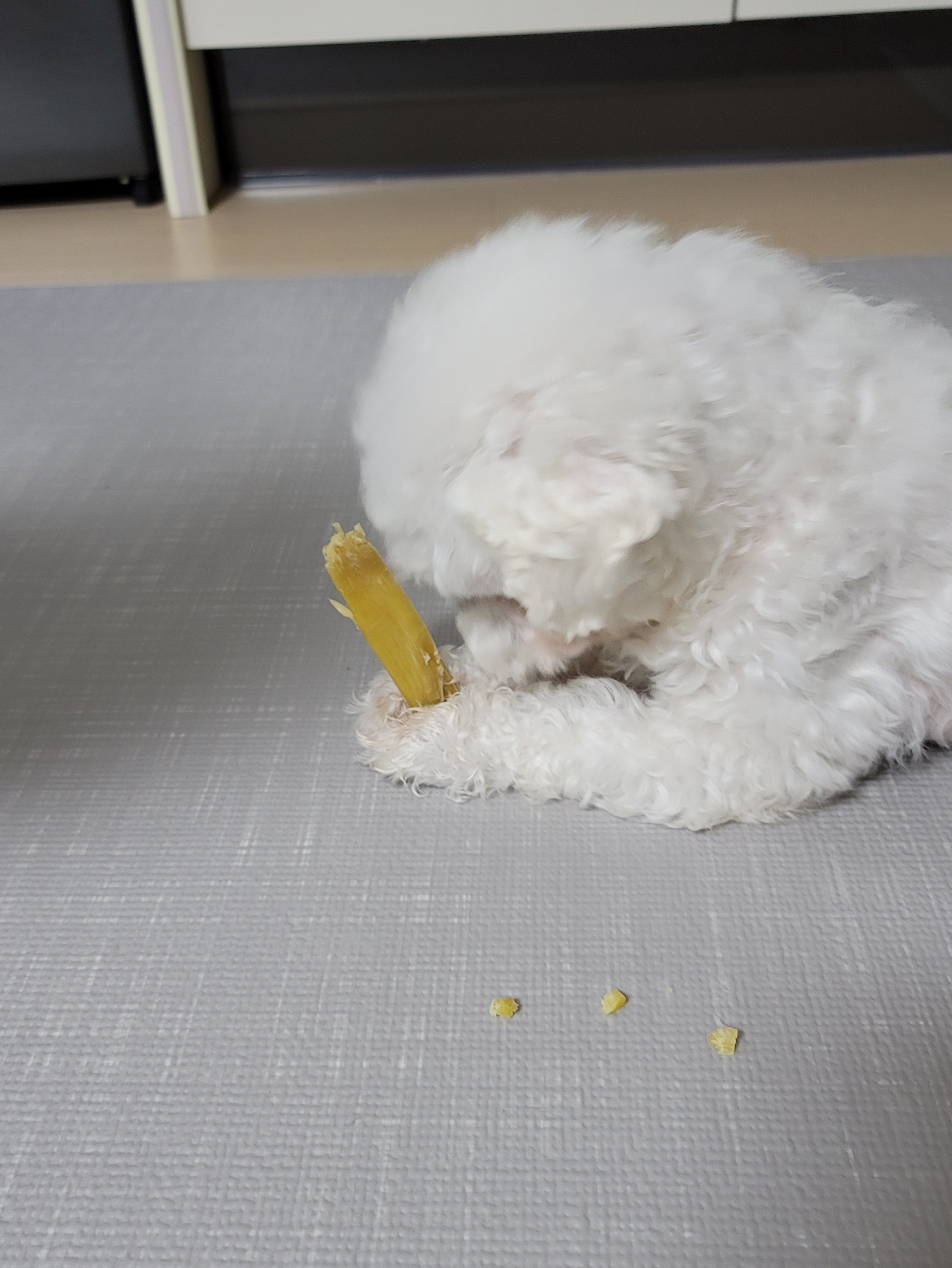 하음(구름)이 하삼(봄)이 한달됐네요!