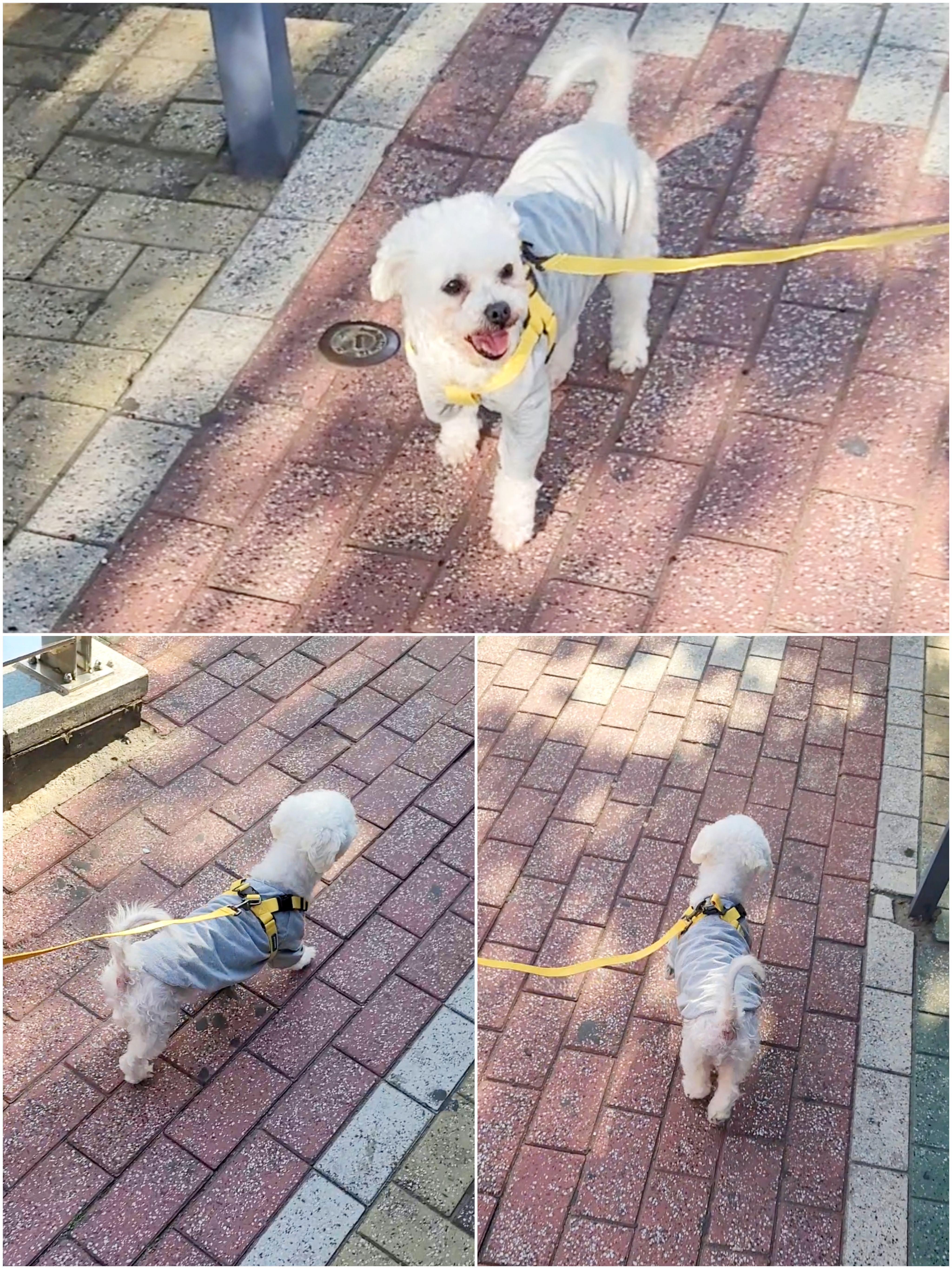 하음(구름)이 하삼(봄)이 한달됐네요!